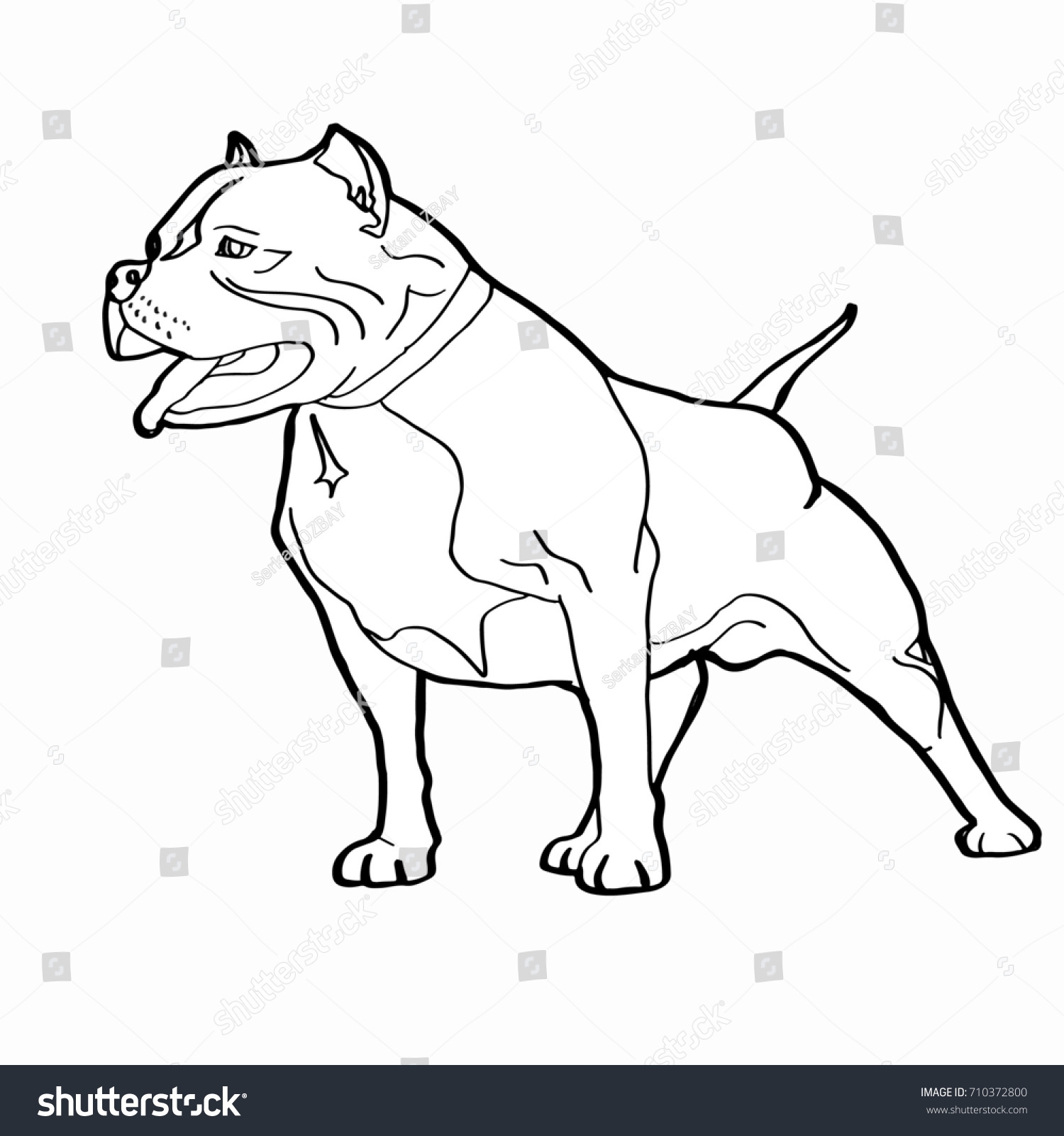 Pitbull Dog Drawing Stock Illustration 710372800 Shutterstock