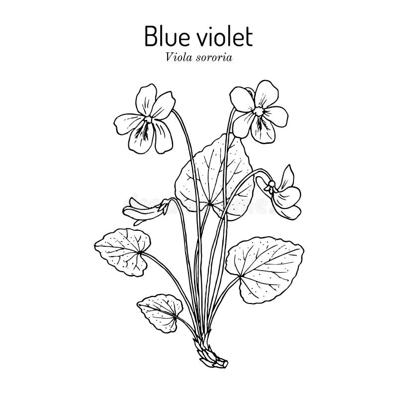 draw violets
