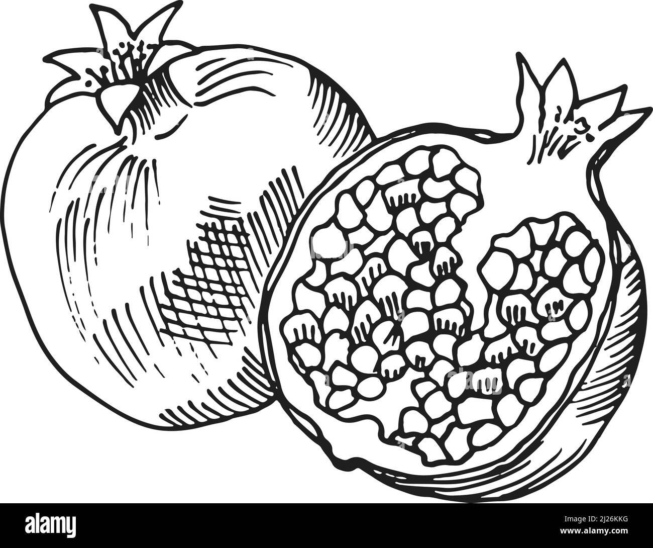Pomegranate Drawing Black And White Stock Photos U0026 Images Alamy