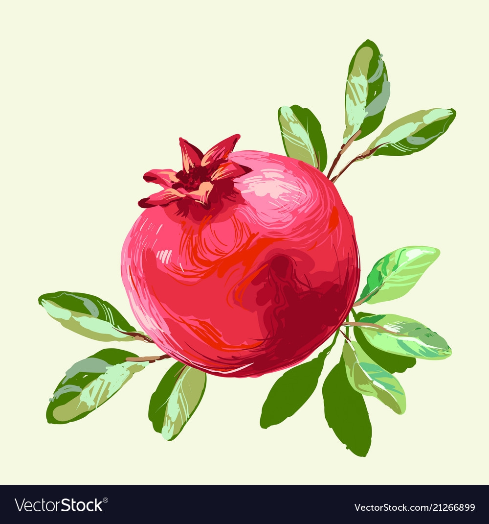 pomegranate drawing