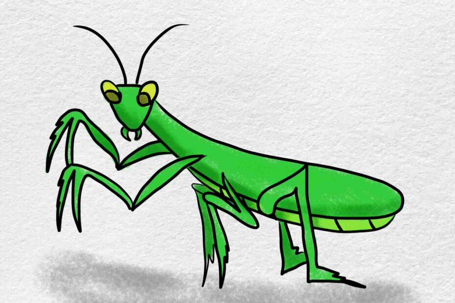 Praying Mantis Drawing HelloArtsy
