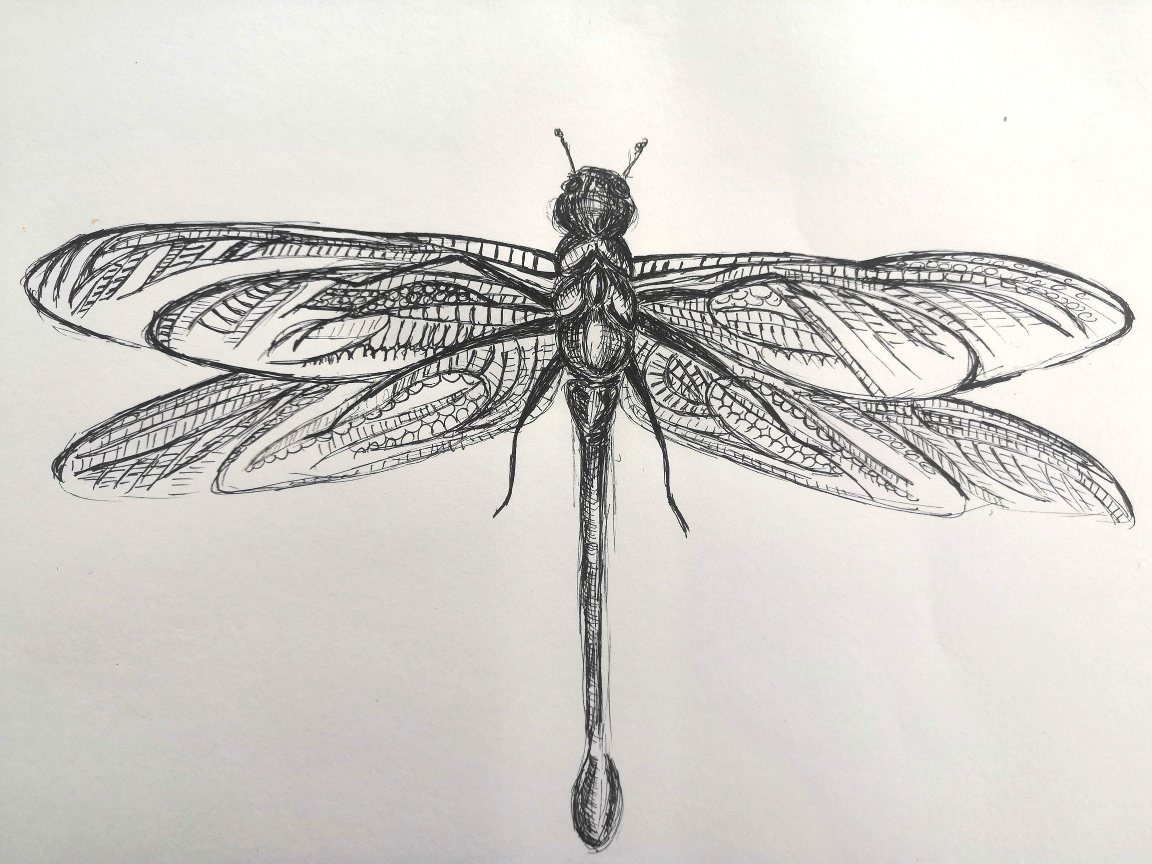 insect drawing