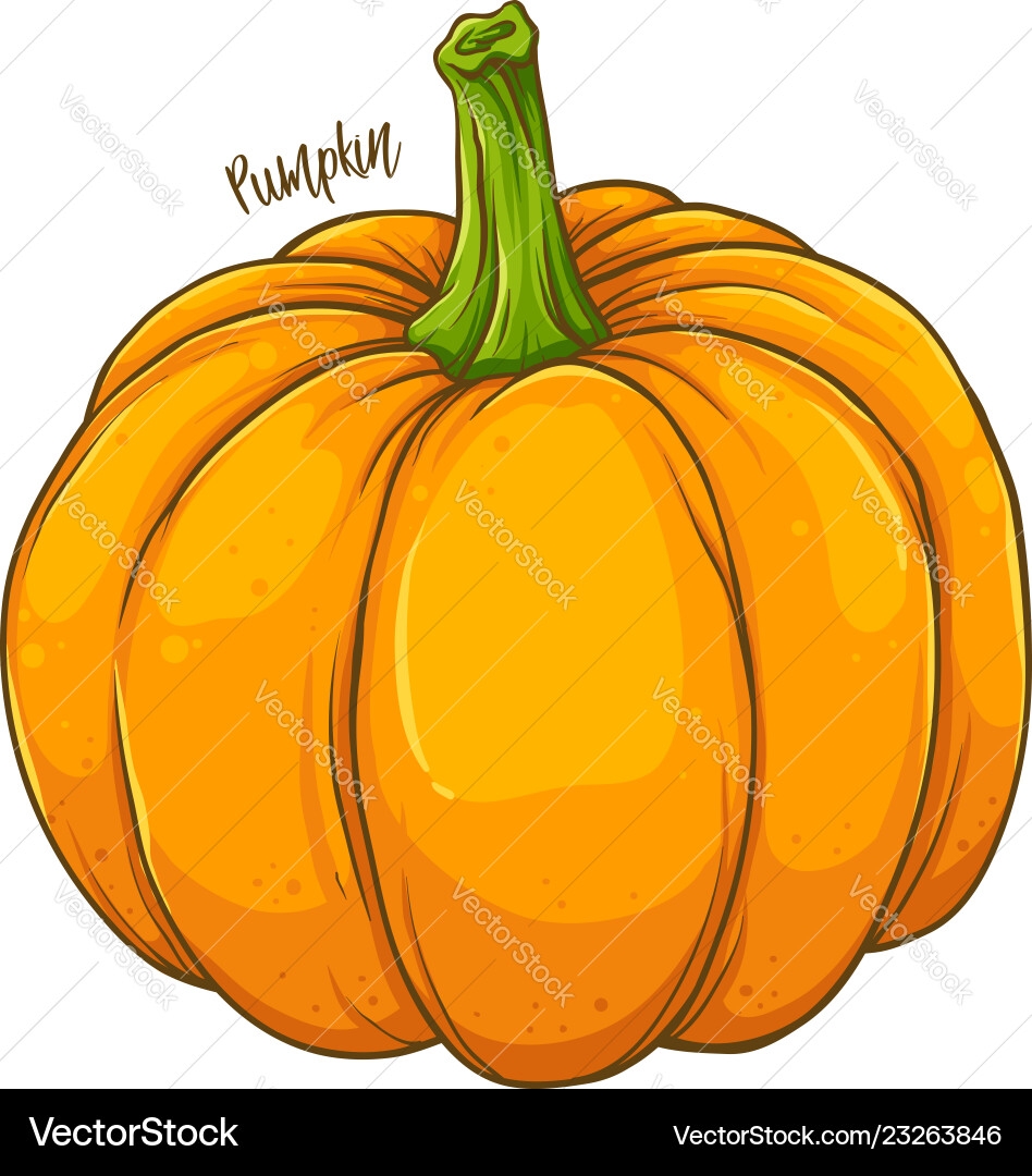 Pumpkin Vegetable Hand Drawing Royalty Free Vector Image