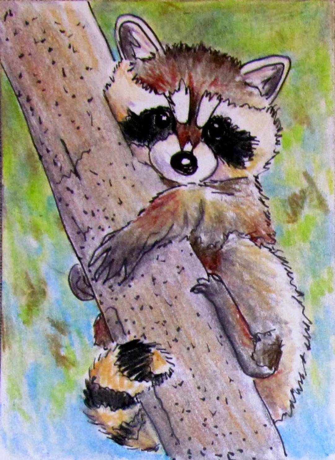 raccoon drawing
