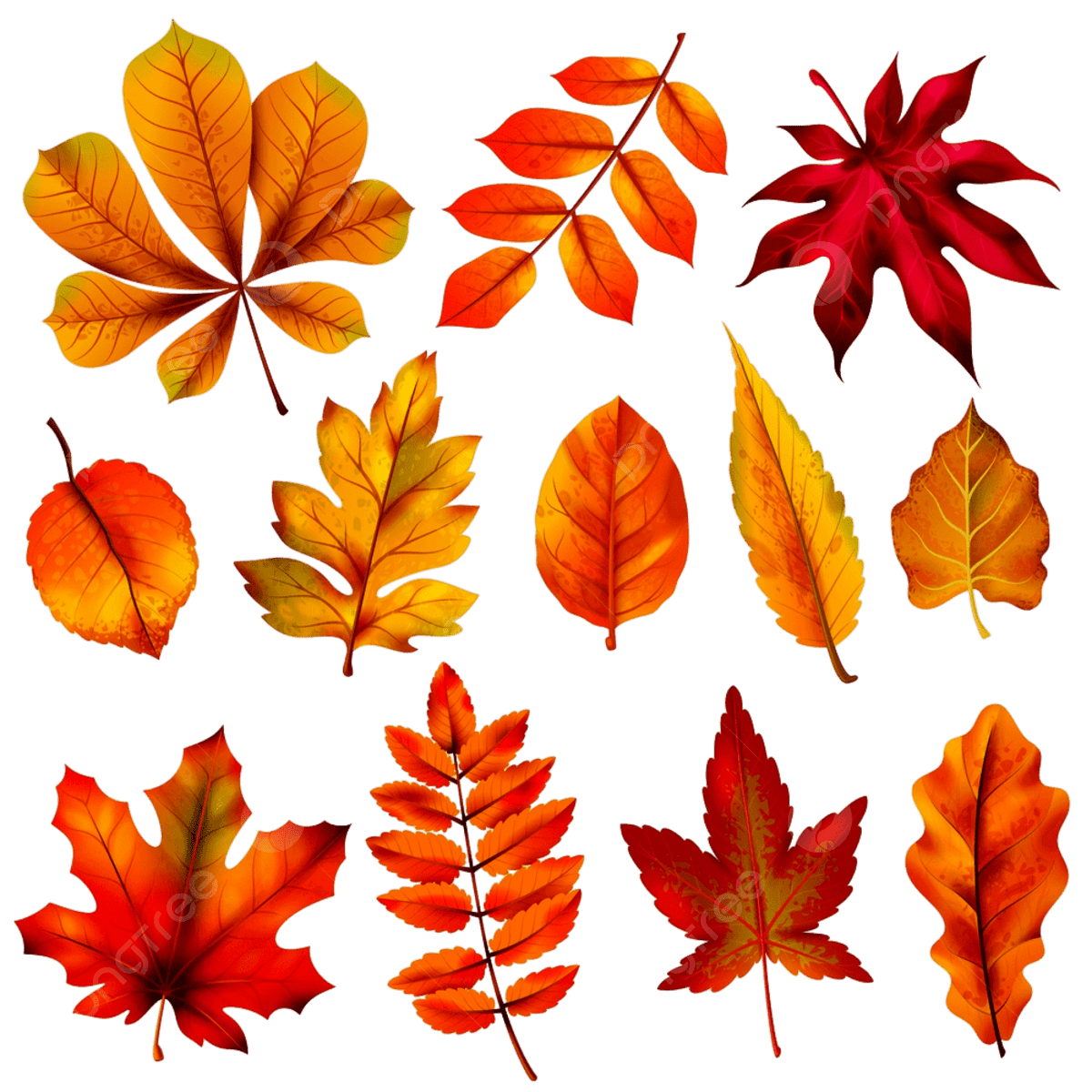 fall leaves drawing