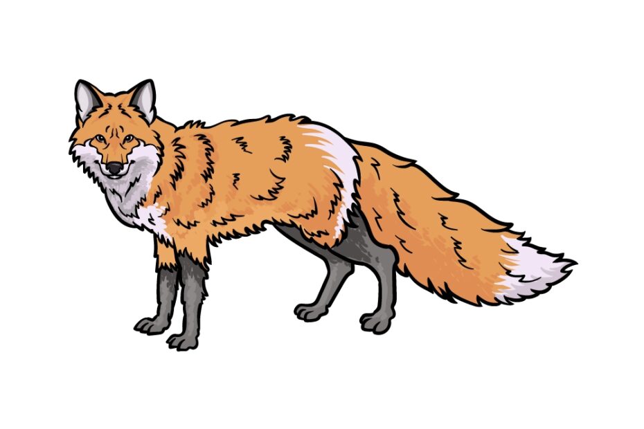 Red Fox Drawing How To Draw A Red Fox Step By Step