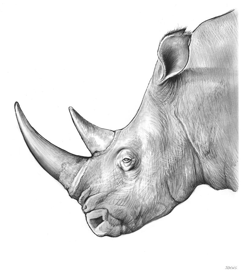Rhino By Greg Joens