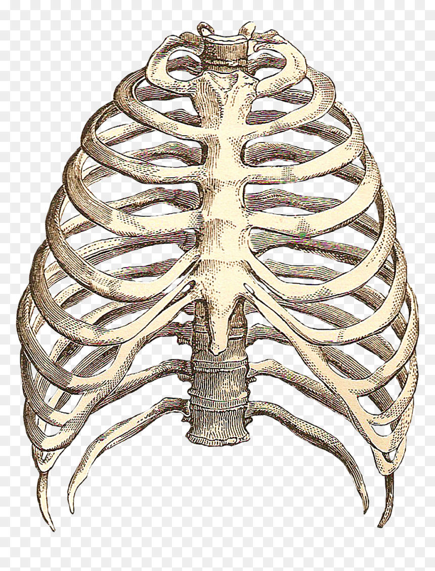 Rib Cage Drawing Transparent Rib Cage Png Png Download Vhv