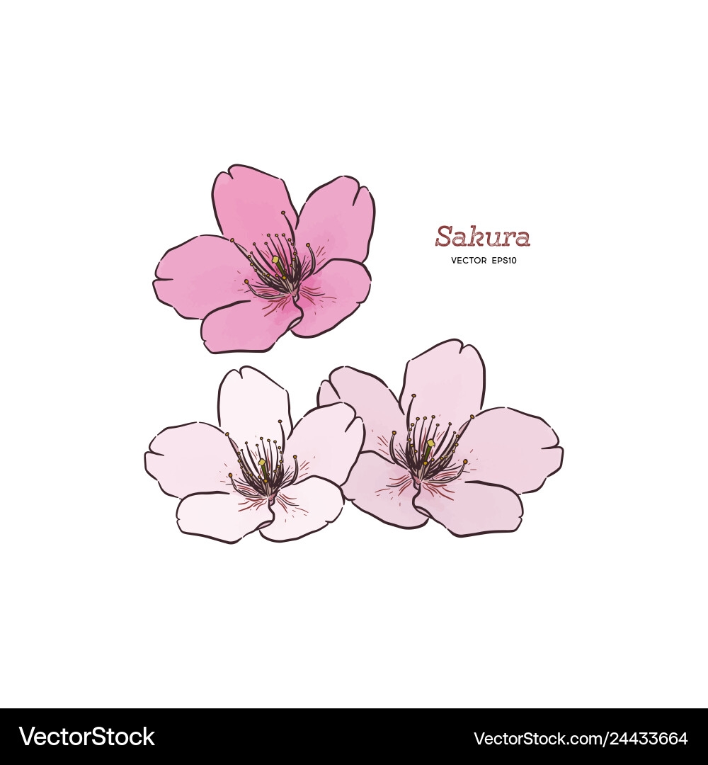 Sakura Flower Hand Draw Sketch Royalty Free Vector Image