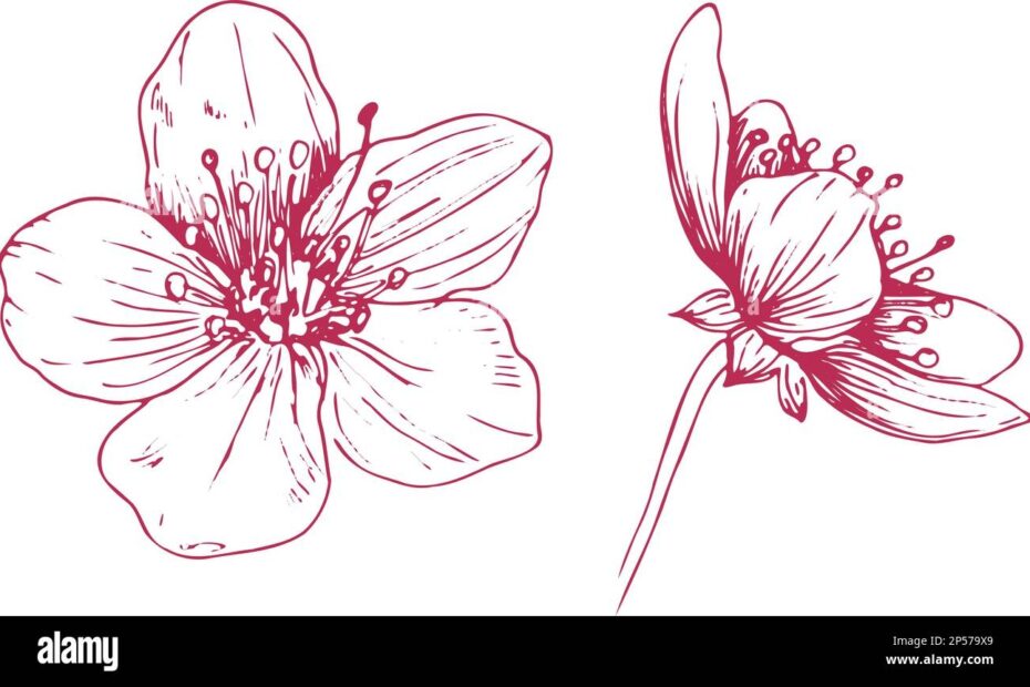 Sakura Flowers Blossom Set Hand Drawn Line Ink Style Cure Doodle Cherry Plant Vector Illustration Stock Vector Image U0026 Art Alamy