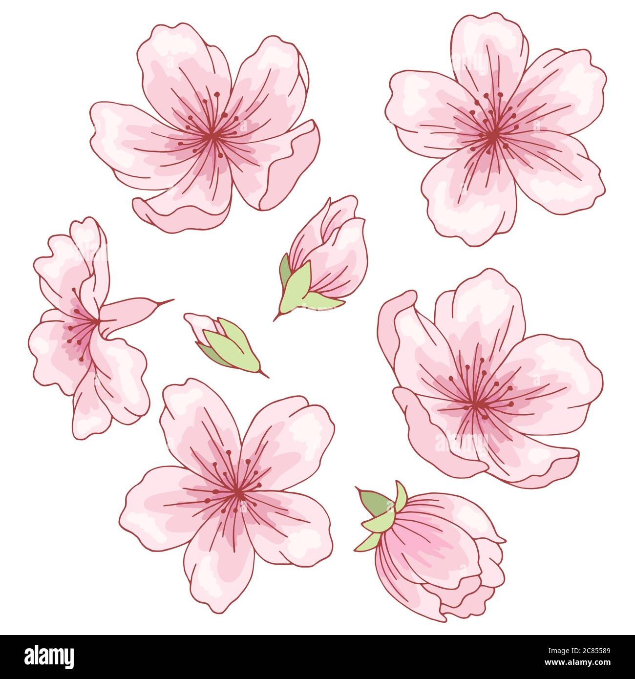 Sakura Graphic Flower Color Isolated Sketch Set Illustration Vector Stock Vector Image U0026 Art Alamy