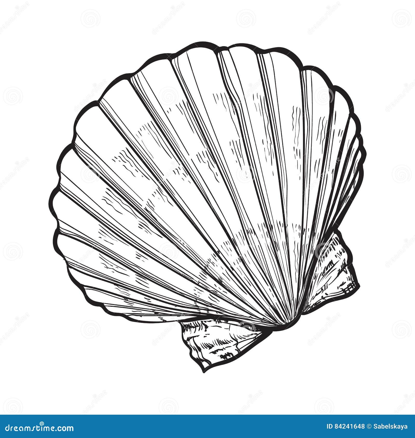 Saltwater Scallop Sea Shell Isolated Sketch Style Vector 