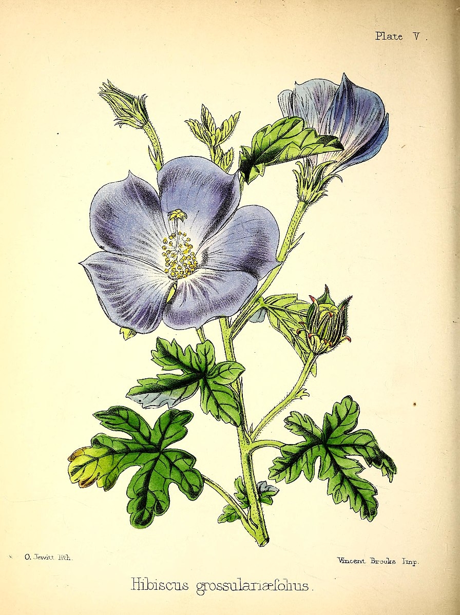 scientific drawing
