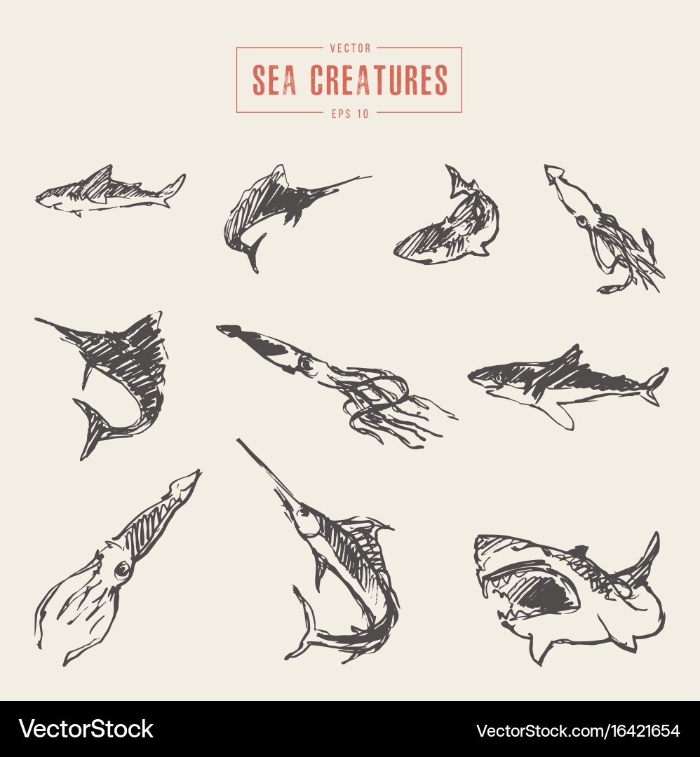 sea creature drawing