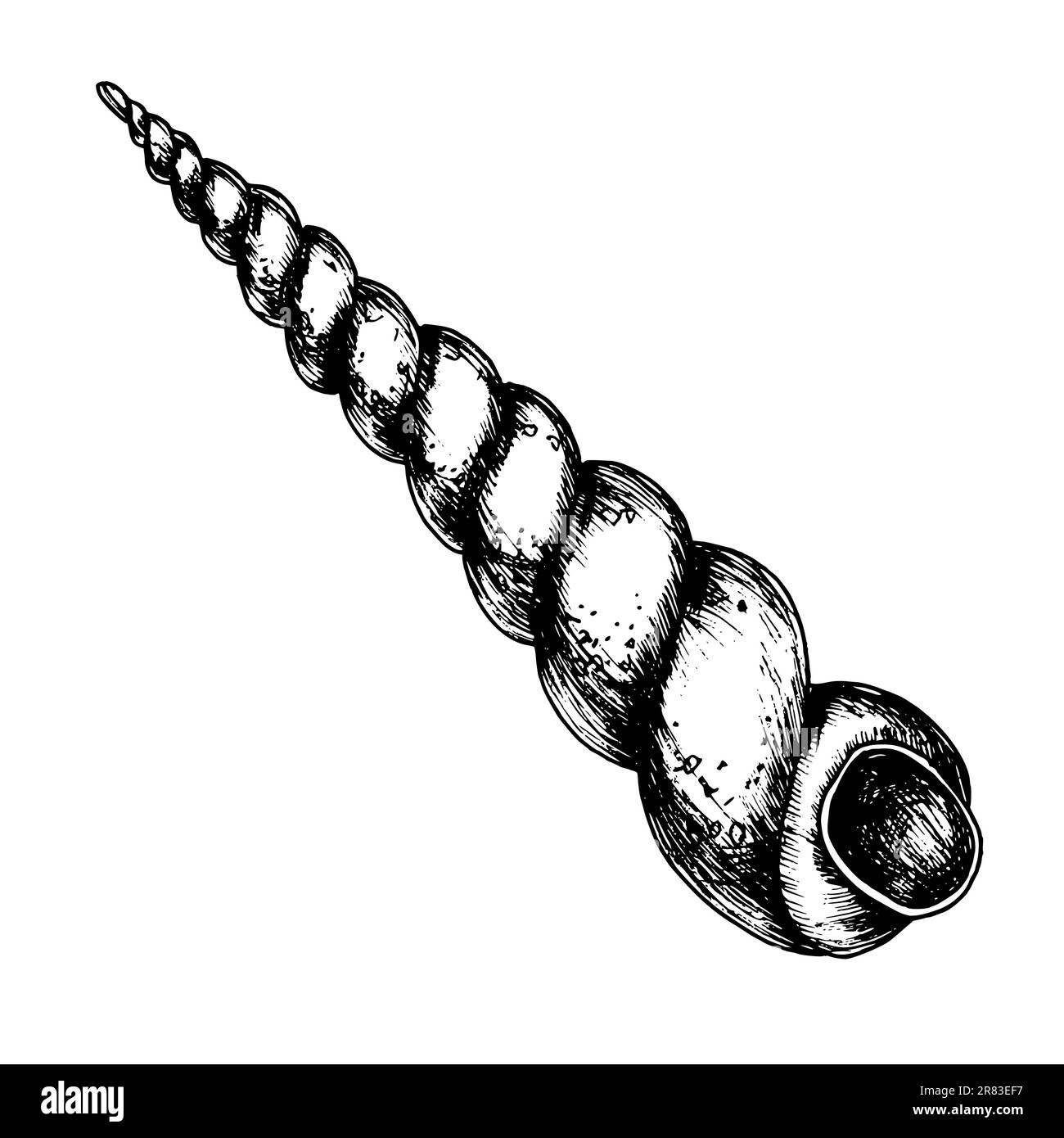 shell drawing