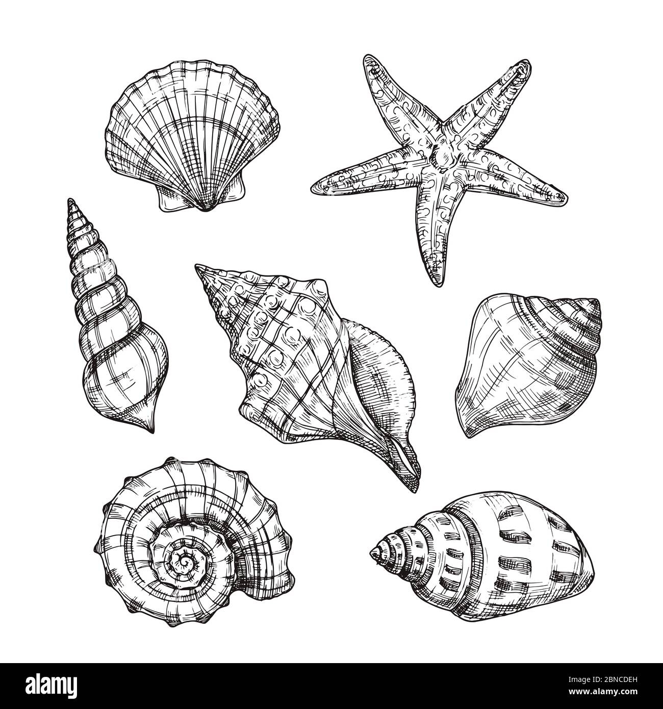 Sea Shell Drawing Cut Out Stock Images U0026 Pictures Alamy