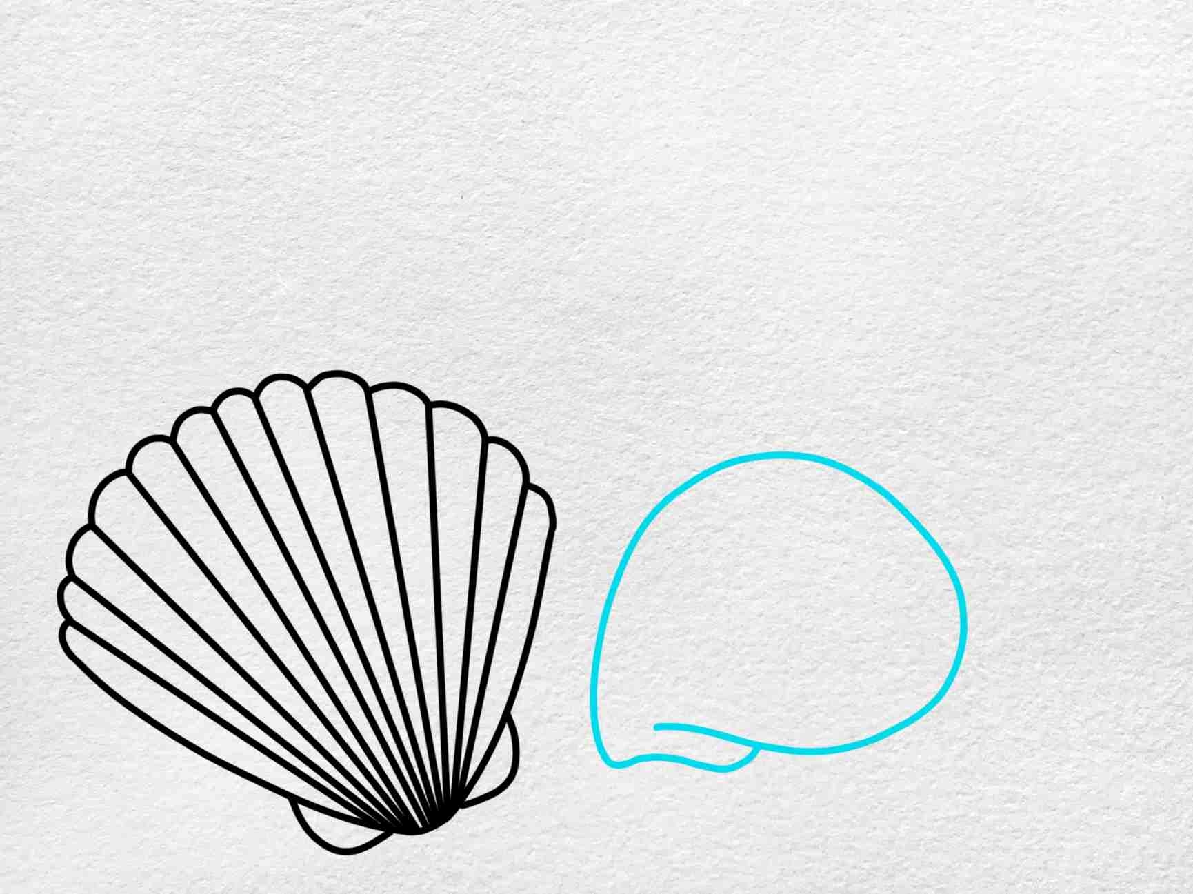 how to draw a seashell