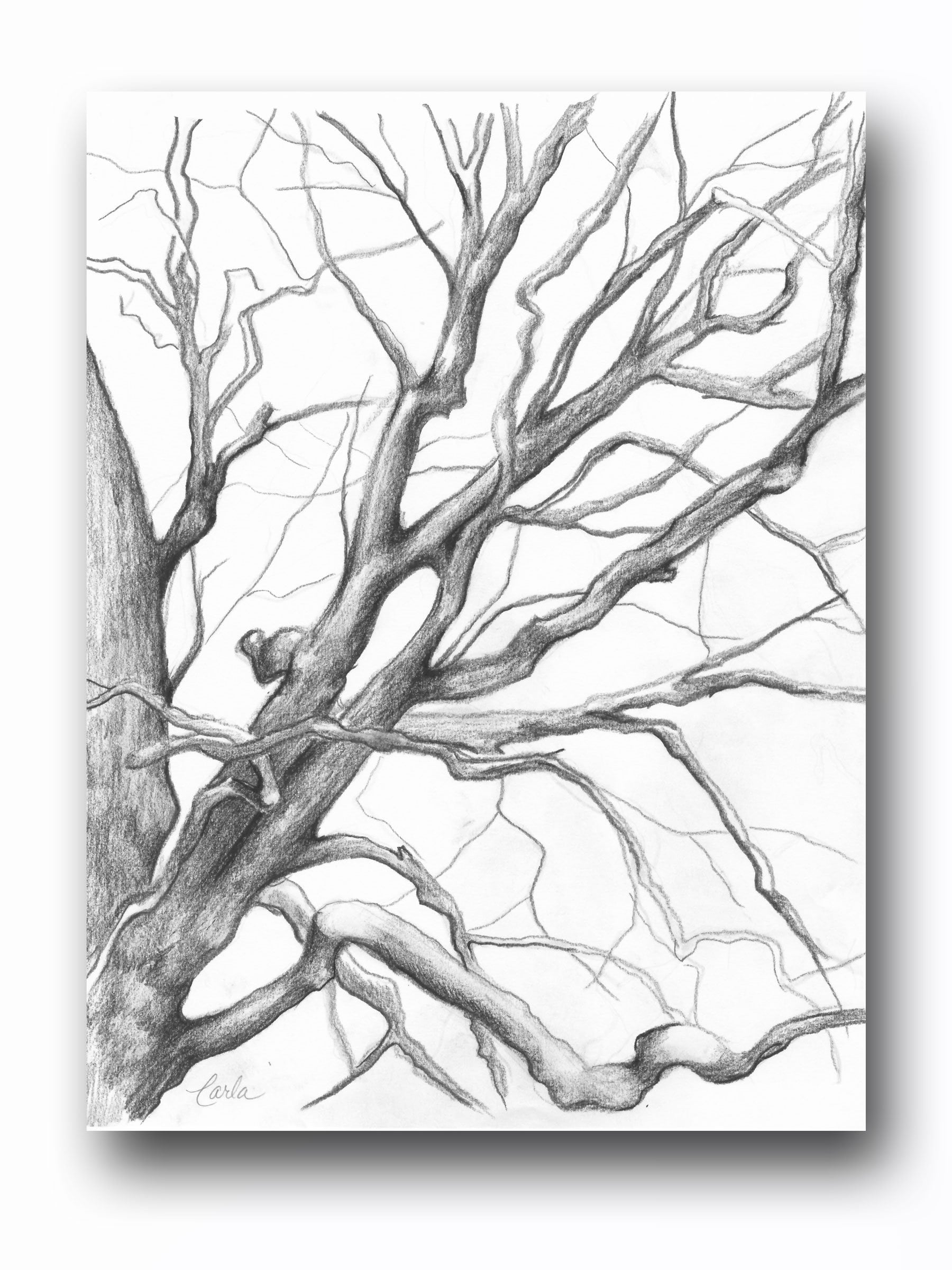 tree branch drawing