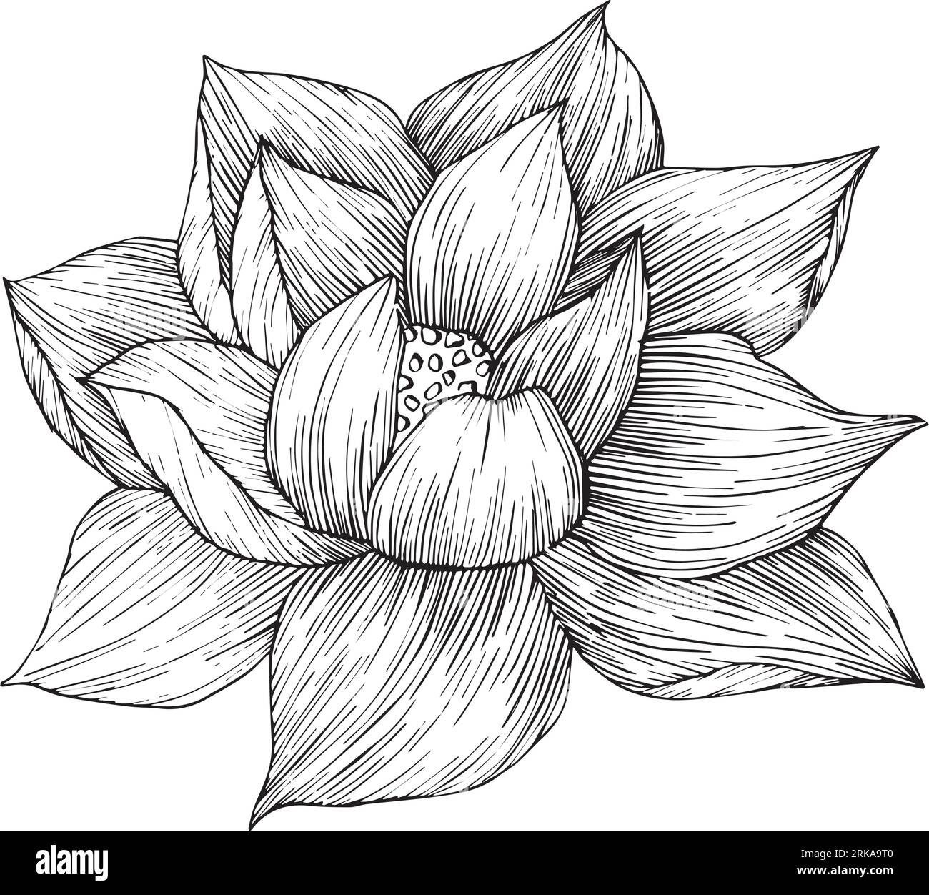 Set Of Vector Hand Drawn Lotus Flower Black Line Art Illustration Outline Floral Drawing For For Logo Tattoo Packaging Design Compositions Water Stock Vector Image U0026 Art Alamy