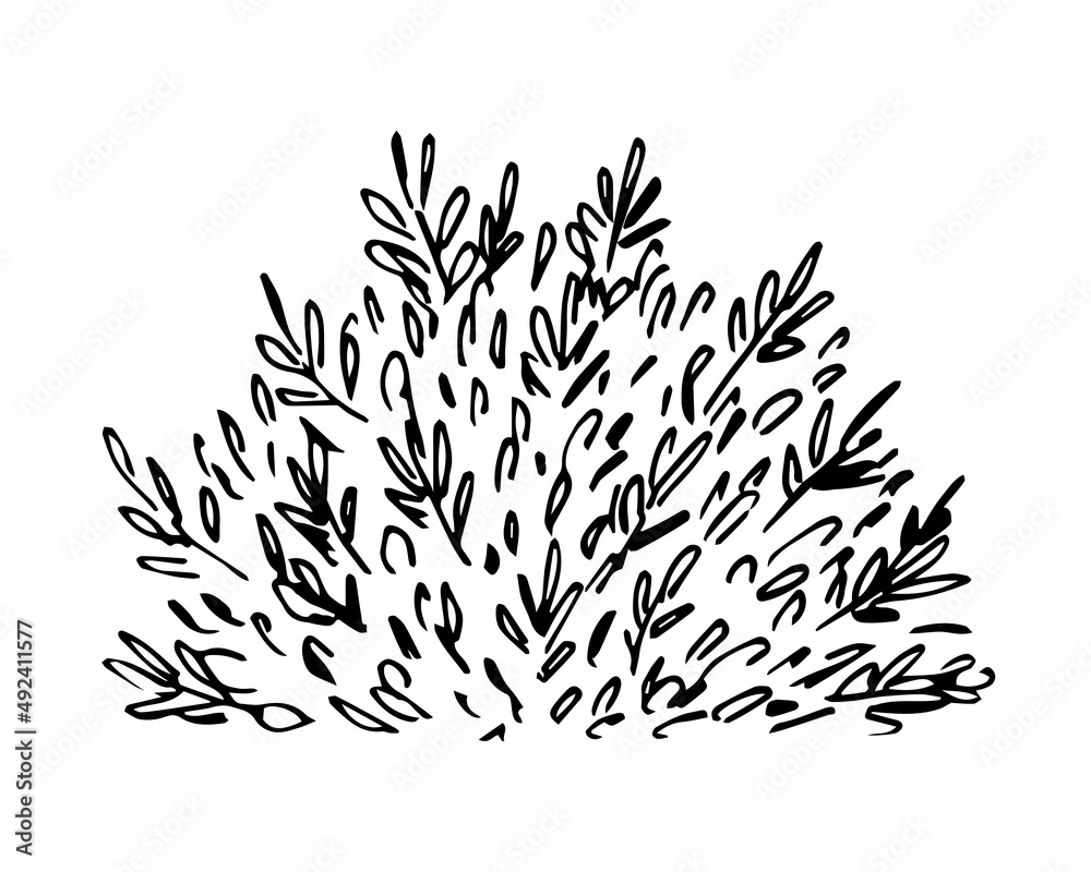 drawing of a bush