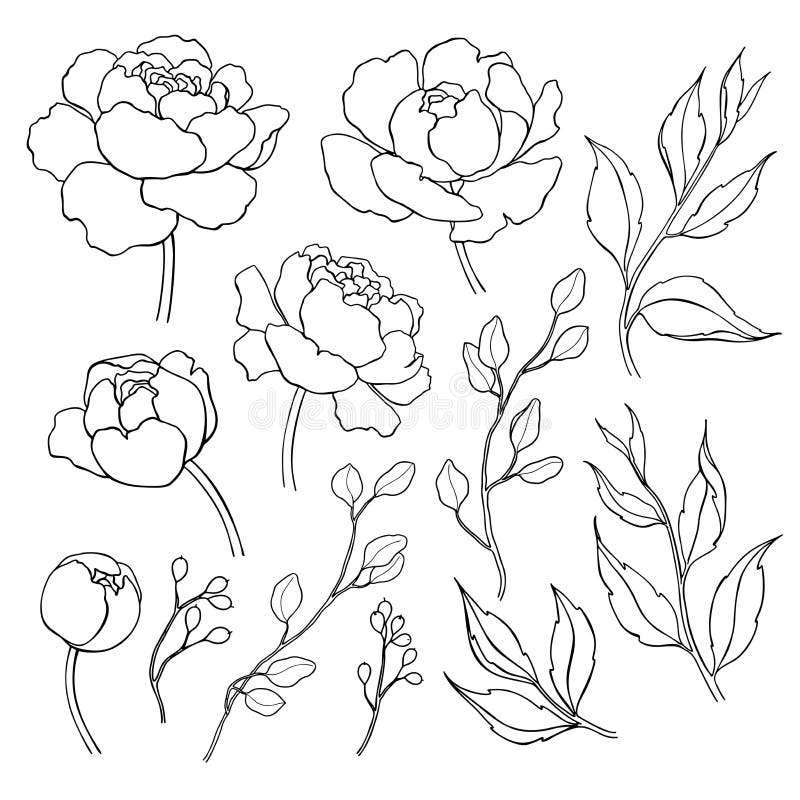 Simple Flower Drawing Outline Stock Illustrations 48 619 Simple Flower Drawing Outline Stock Illustrations Vectors U0026 Clipart Dreamstime