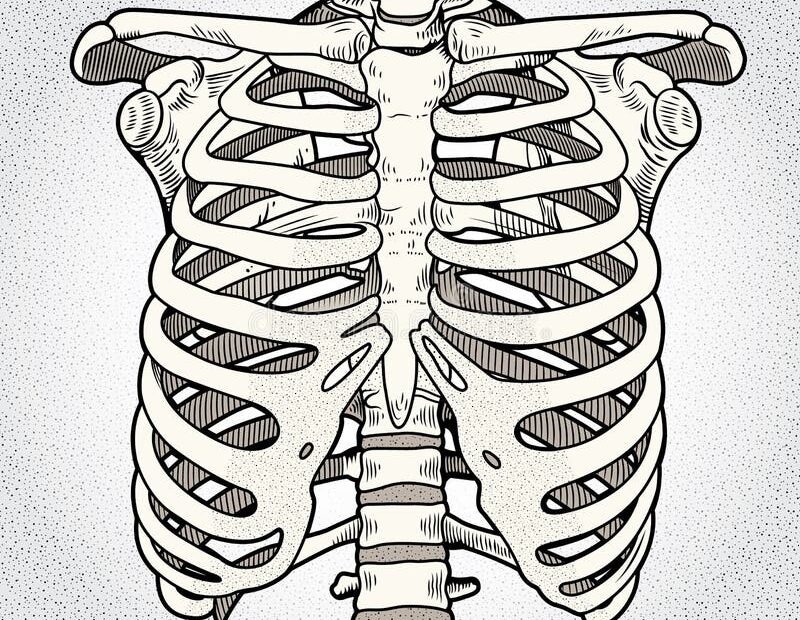 Skeleton Ribcage Stock Illustrations 889 Skeleton Ribcage Stock Illustrations Vectors U0026 Clipart Dreamstime