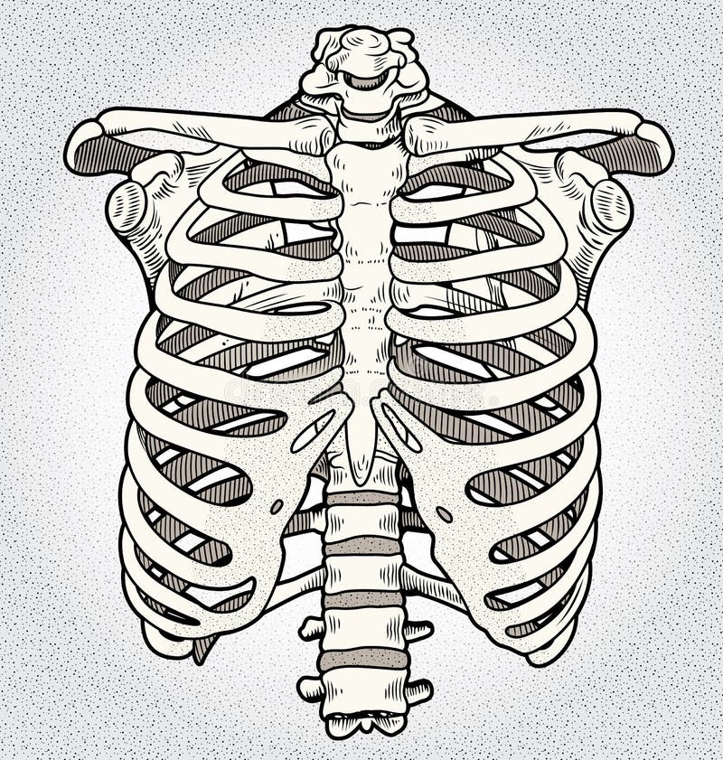 Skeleton Ribcage Stock Illustrations 889 Skeleton Ribcage Stock Illustrations Vectors U0026 Clipart Dreamstime