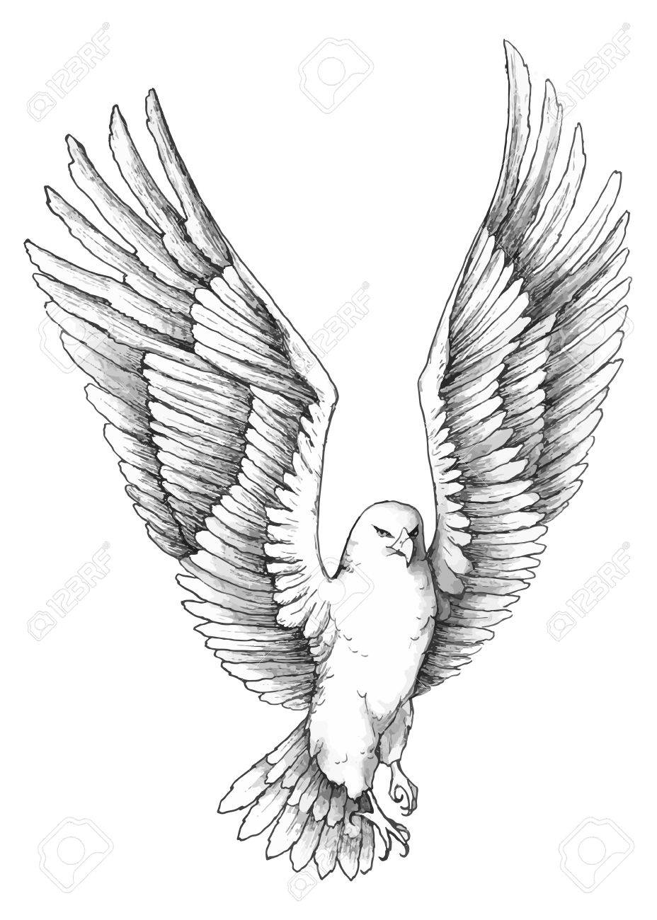 Sketch Illustration Of A Soaring Beautiful Eagle Royalty Free SVG Cliparts Vectors And Stock Illustration Image 52899784 
