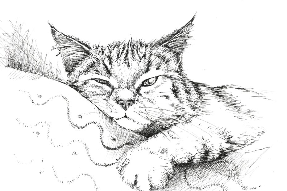 Sketch Of Cat In Ink Black And White Cat Drawing Black And White Art Kitten Sketches Cat Wall Art Cat Wall Decor Kitten Funny Drawing