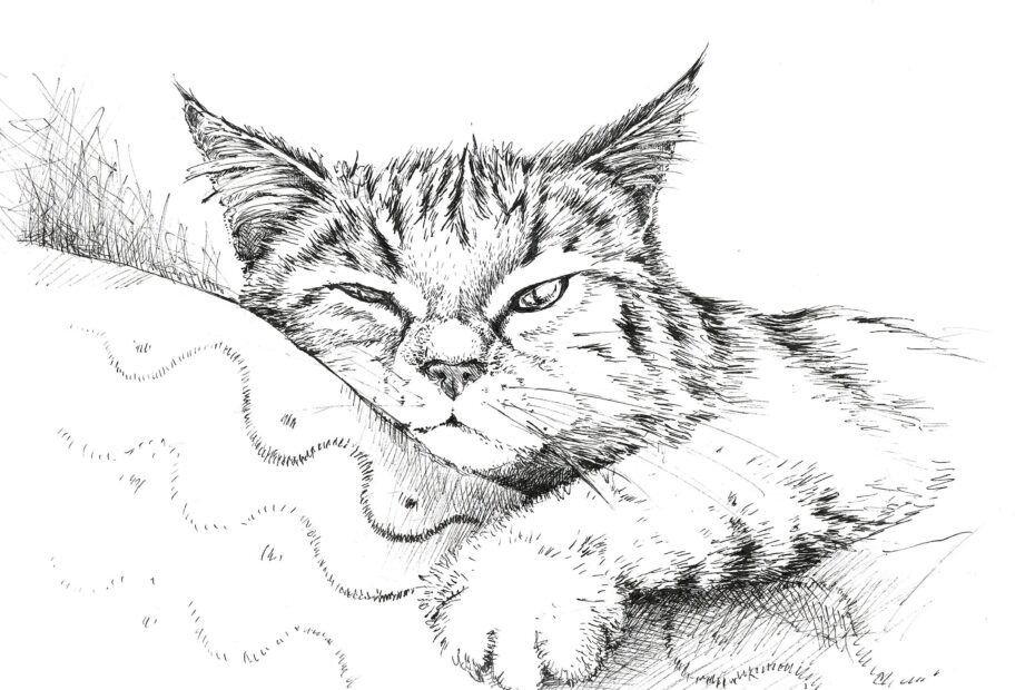Sketch Of Cat In Ink Black And White Cat Drawing Black And White Art Kitten Sketches Cat Wall Art Cat Wall Decor Kitten Funny Drawing