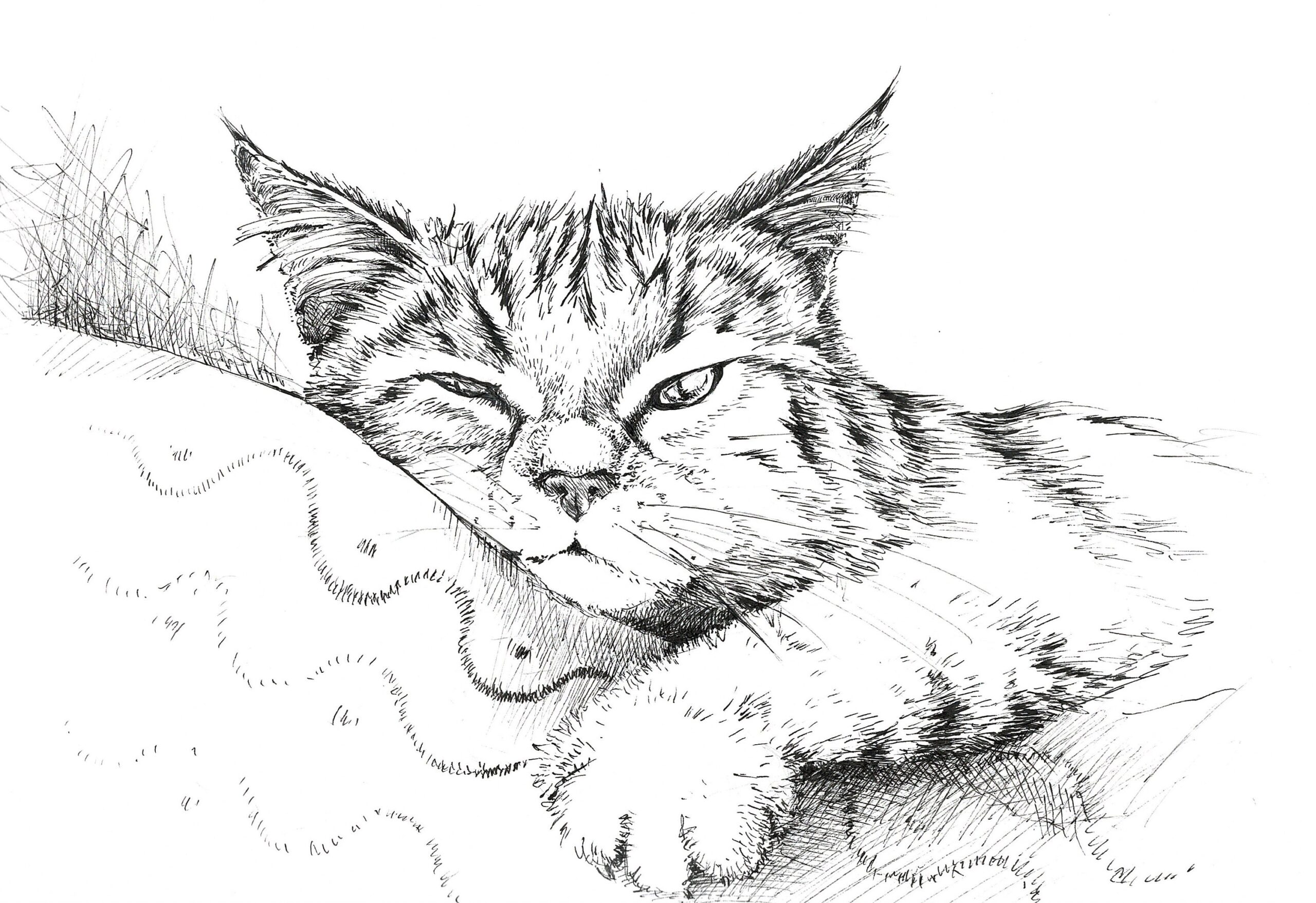 Sketch Of Cat In Ink Black And White Cat Drawing Black And White Art Kitten Sketches Cat Wall Art Cat Wall Decor Kitten Funny Drawing
