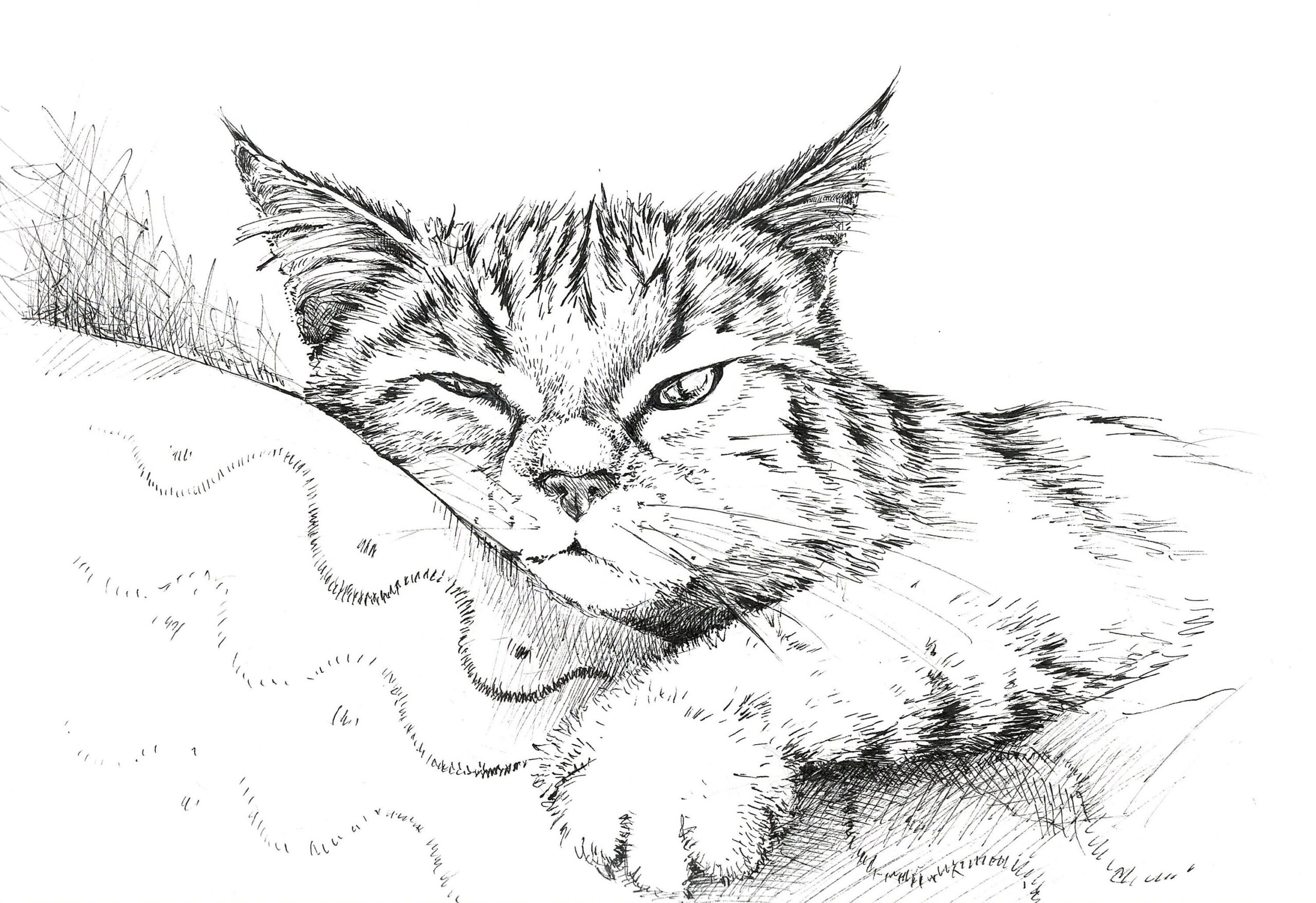 Sketch Of Cat In Ink Black And White Cat Drawing Black And White Art Kitten Sketches Cat Wall Art Cat Wall Decor Kitten Funny Drawing