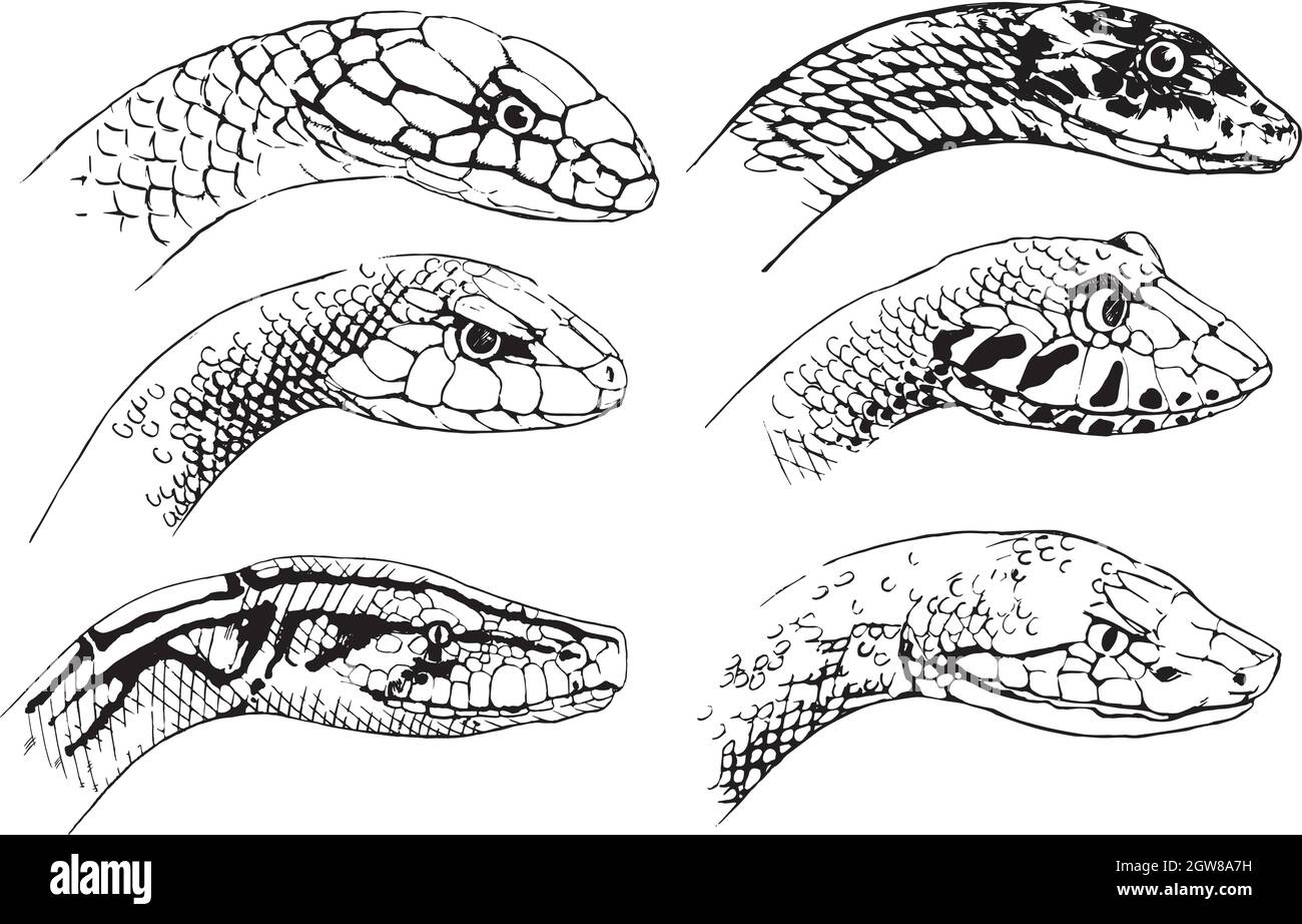 Sketch Of Snakes Stock Vector Image U0026 Art Alamy