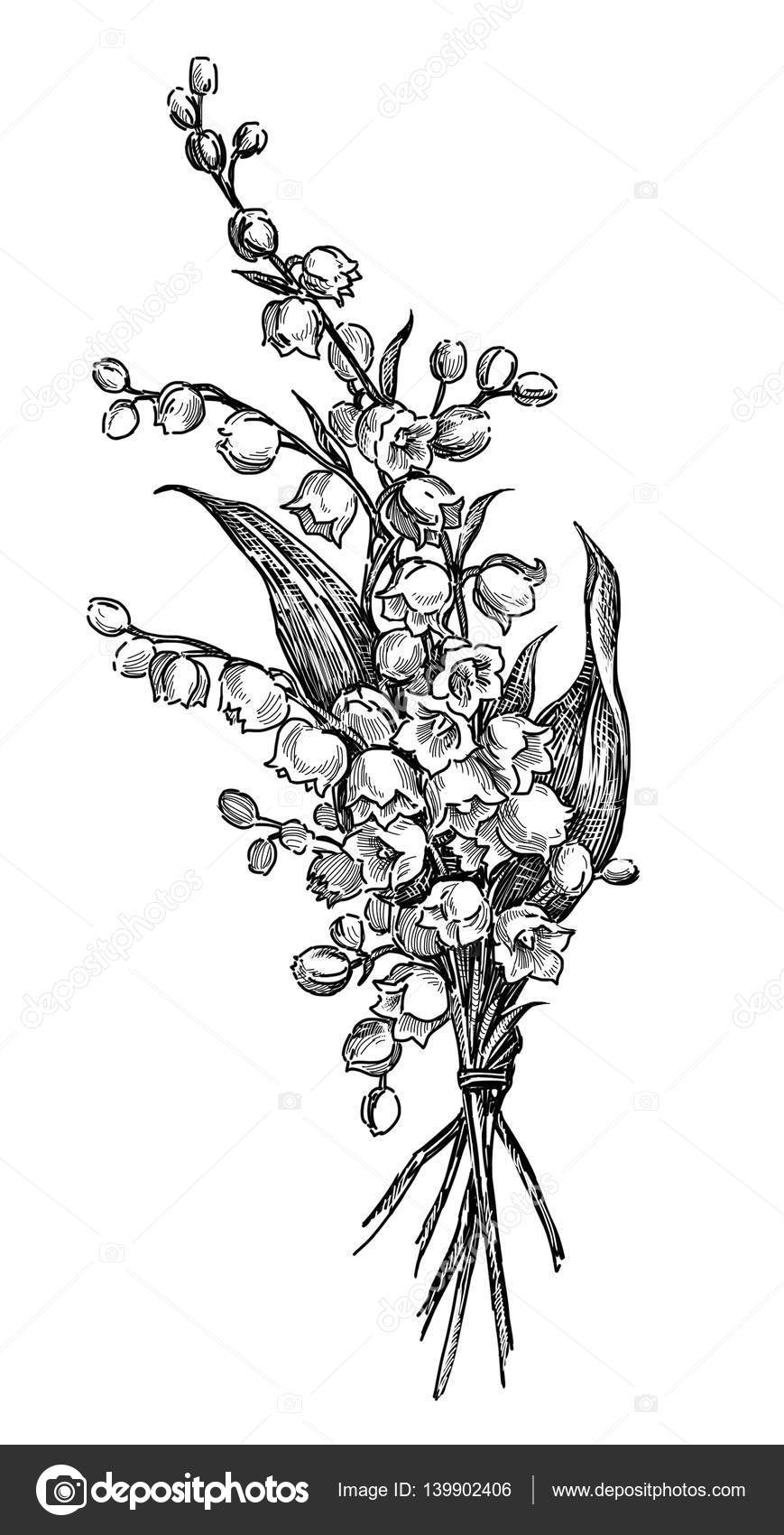 Sketch Of The Lilies Of The Valley Stock Illustration By mubaister gmail 139902406