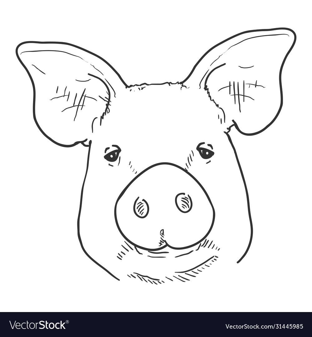 Sketch Pig Face Royalty Free Vector Image VectorStock