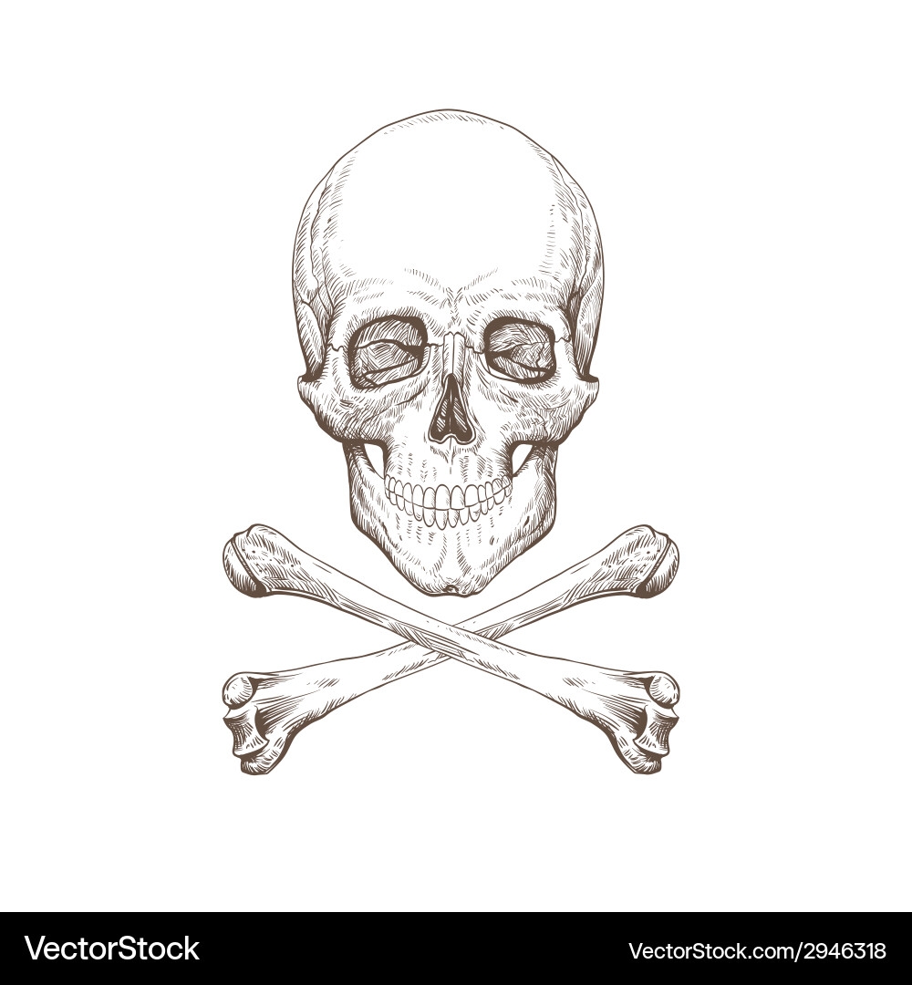 Skull And Bones Drawing Royalty Free Vector Image