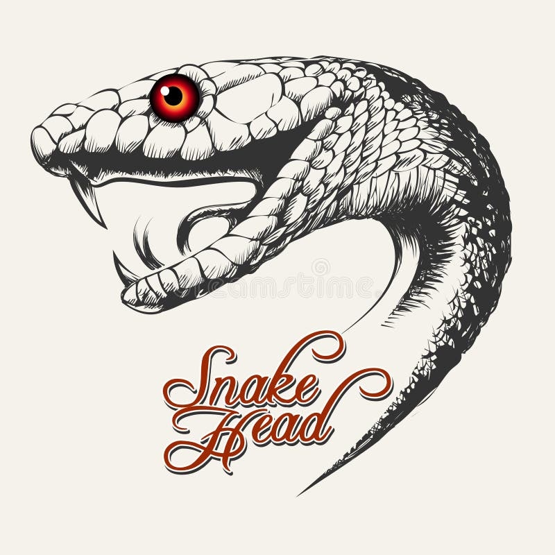 Snake Head Drawing Stock Illustrations 4 751 Snake Head Drawing Stock Illustrations Vectors U0026 Clipart Dreamstime