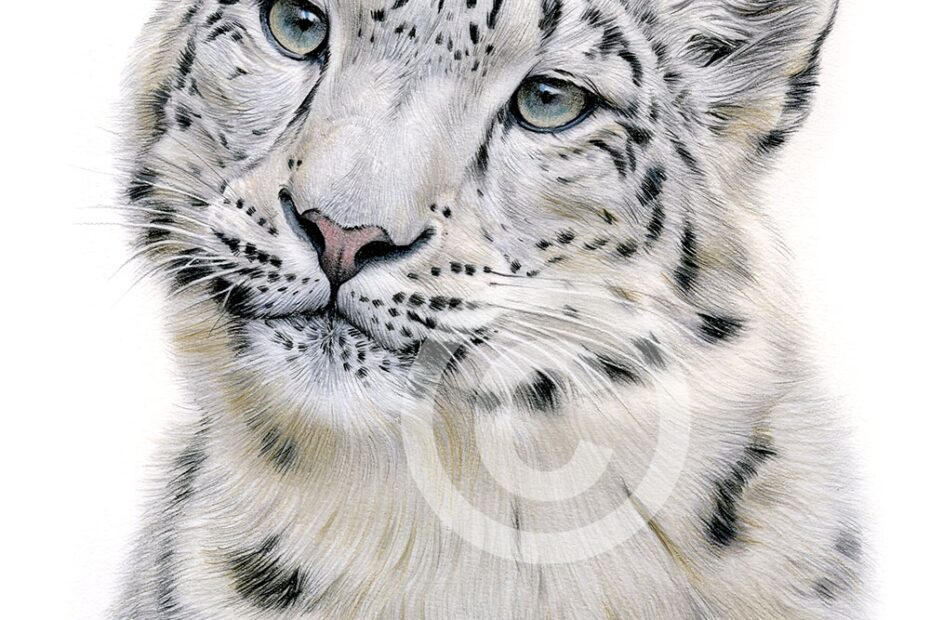SNOW LEOPARD Colour Pencil Drawing Print A4 A3 Signed By UK Artist Artwork