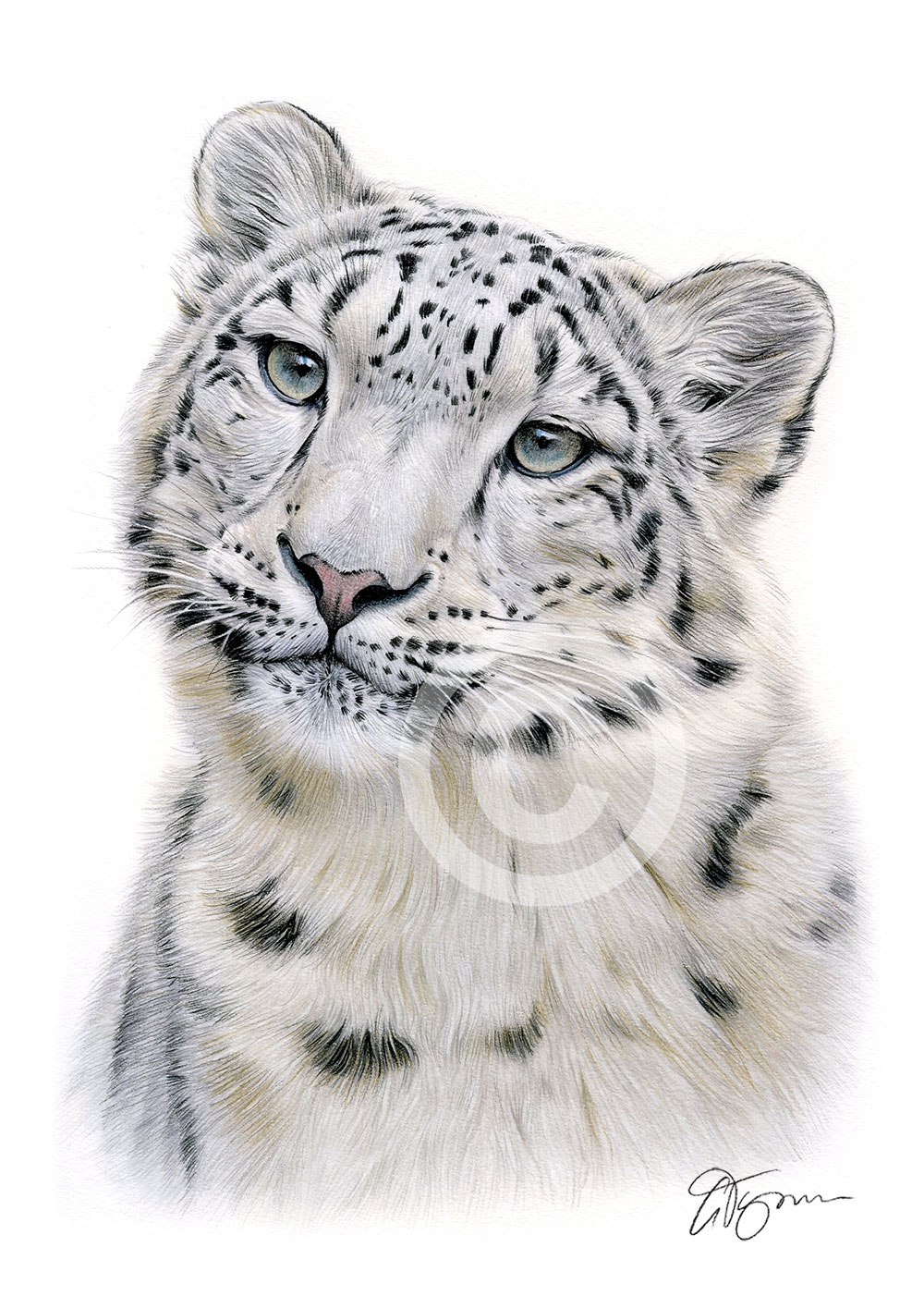 SNOW LEOPARD Colour Pencil Drawing Print A4 A3 Signed By UK Artist Artwork
