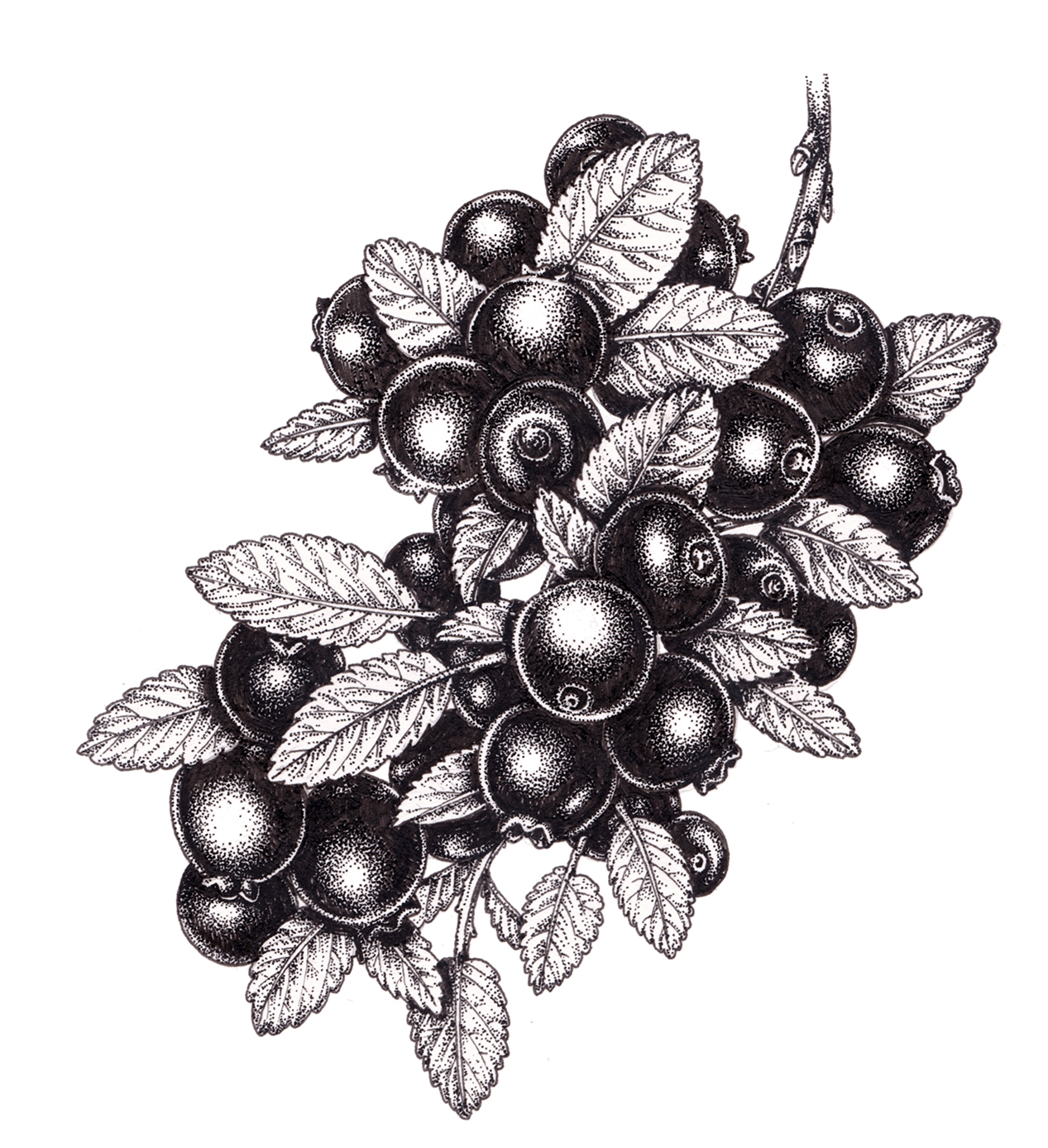 Sprig Of Blueberry Vaccinium Corymbosum SOLD Lizzie Harper