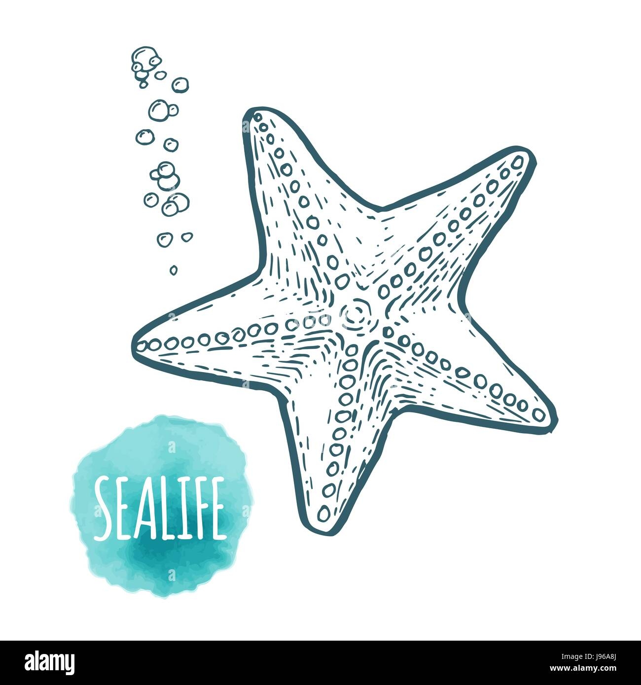 star fish drawing