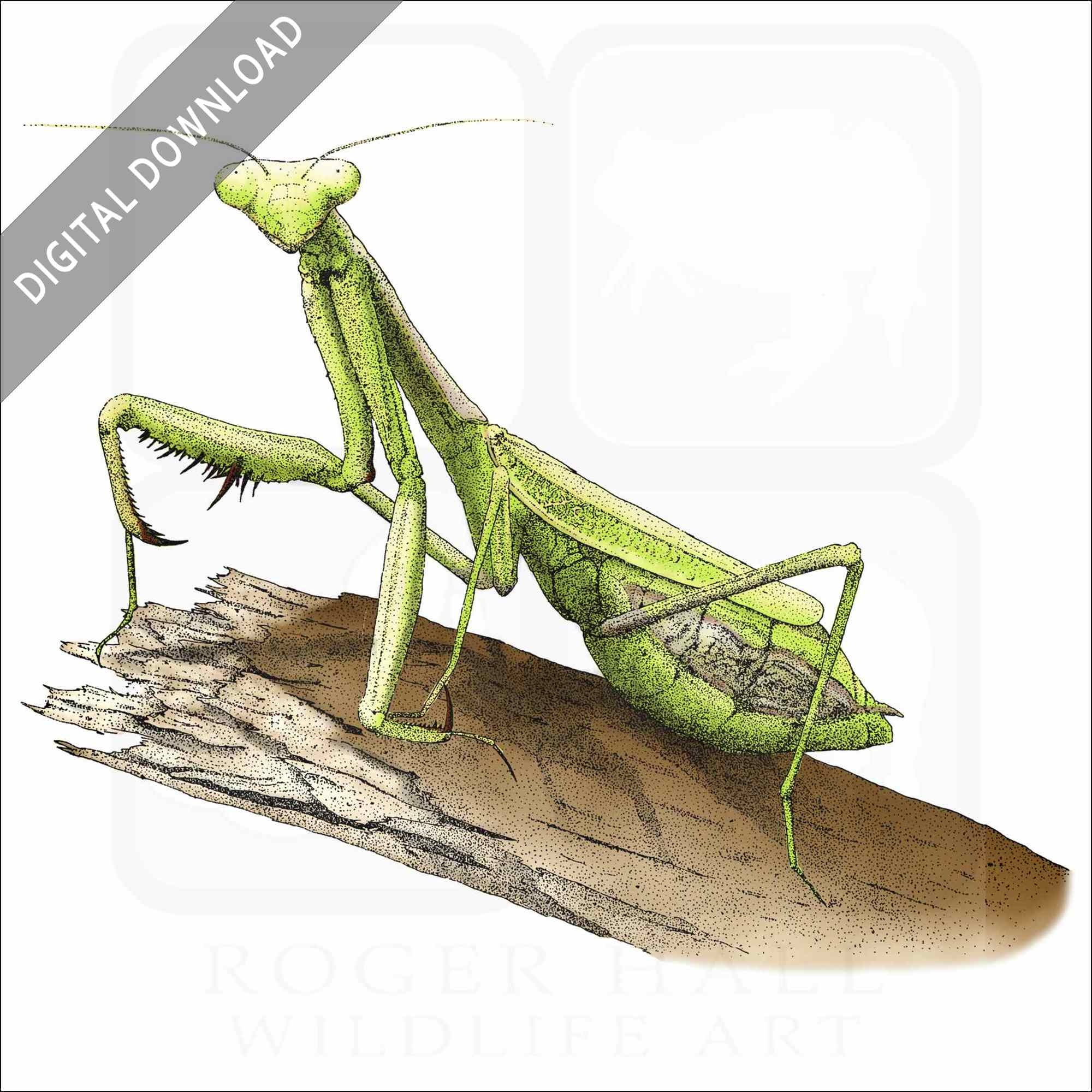 praying mantis drawing