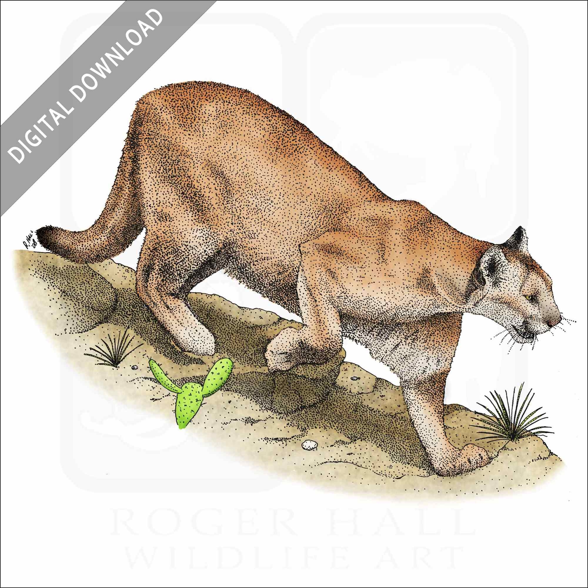 Stock Art Drawing Of A Mountain Lion