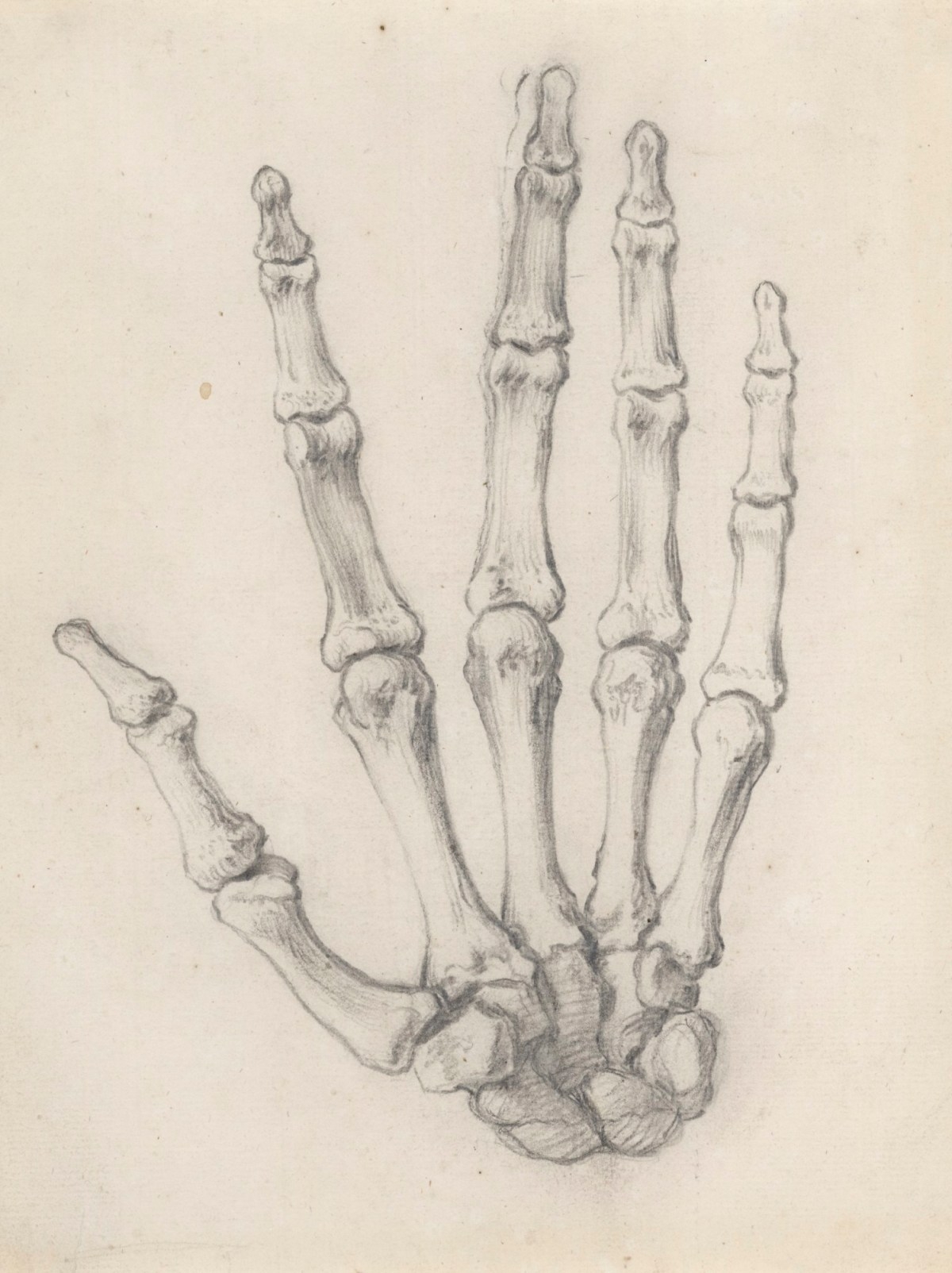 Study Of The Bones Of The Hand inside View For Cheselden s Osteographia Works Of Art RA Collection Royal Academy Of Arts