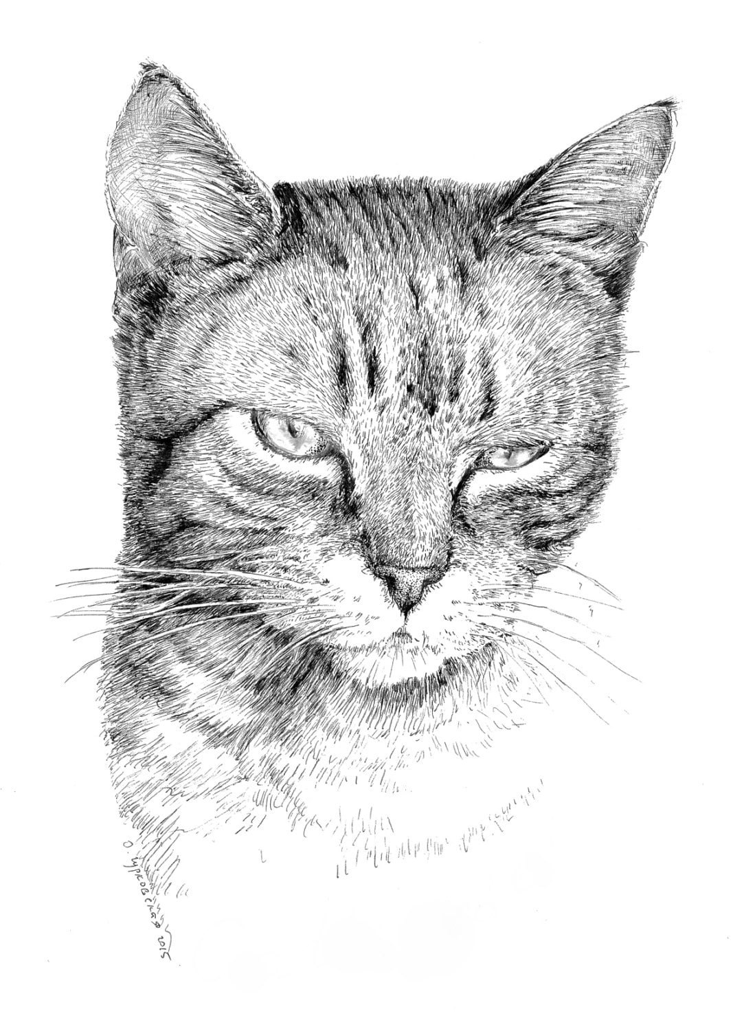 Tabby Cat Drawing Black And White Art Pen And Ink Print Original Artwork Drawing Of Cats Pet Sketches Animal Illustration Pencil Art Etsy
