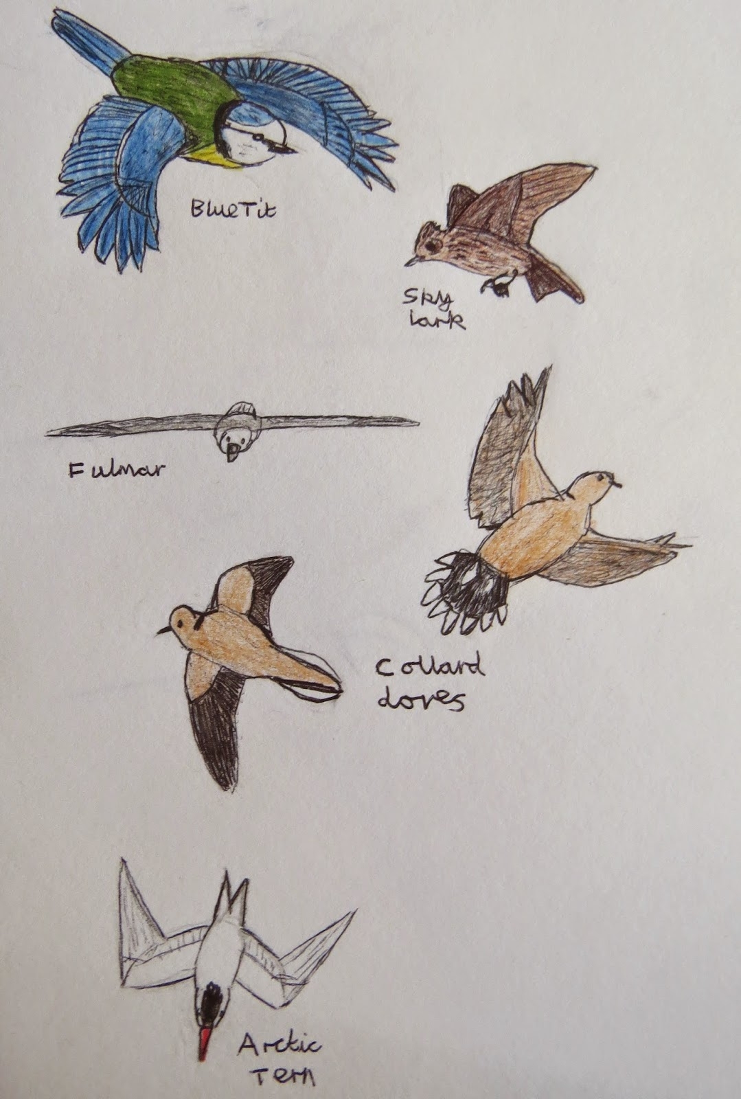 The Autistic Naturalist How To Draw Birds In Flight