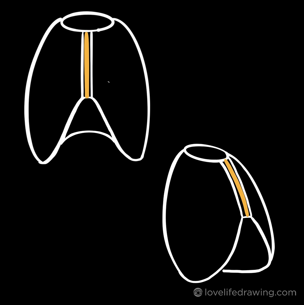 drawing ribcage\'