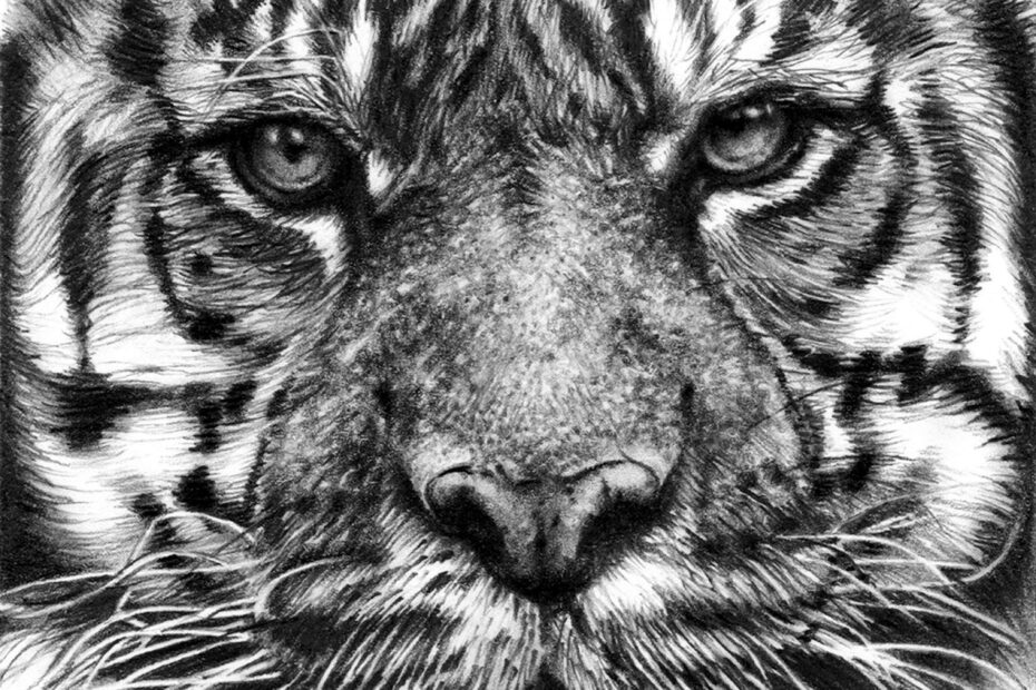 Tiger Portrait Animals Drawing From Photo Realistic Pencil Drawing Illustration Black And White Custom Drawings Nature Hyperrealism Etsy UK