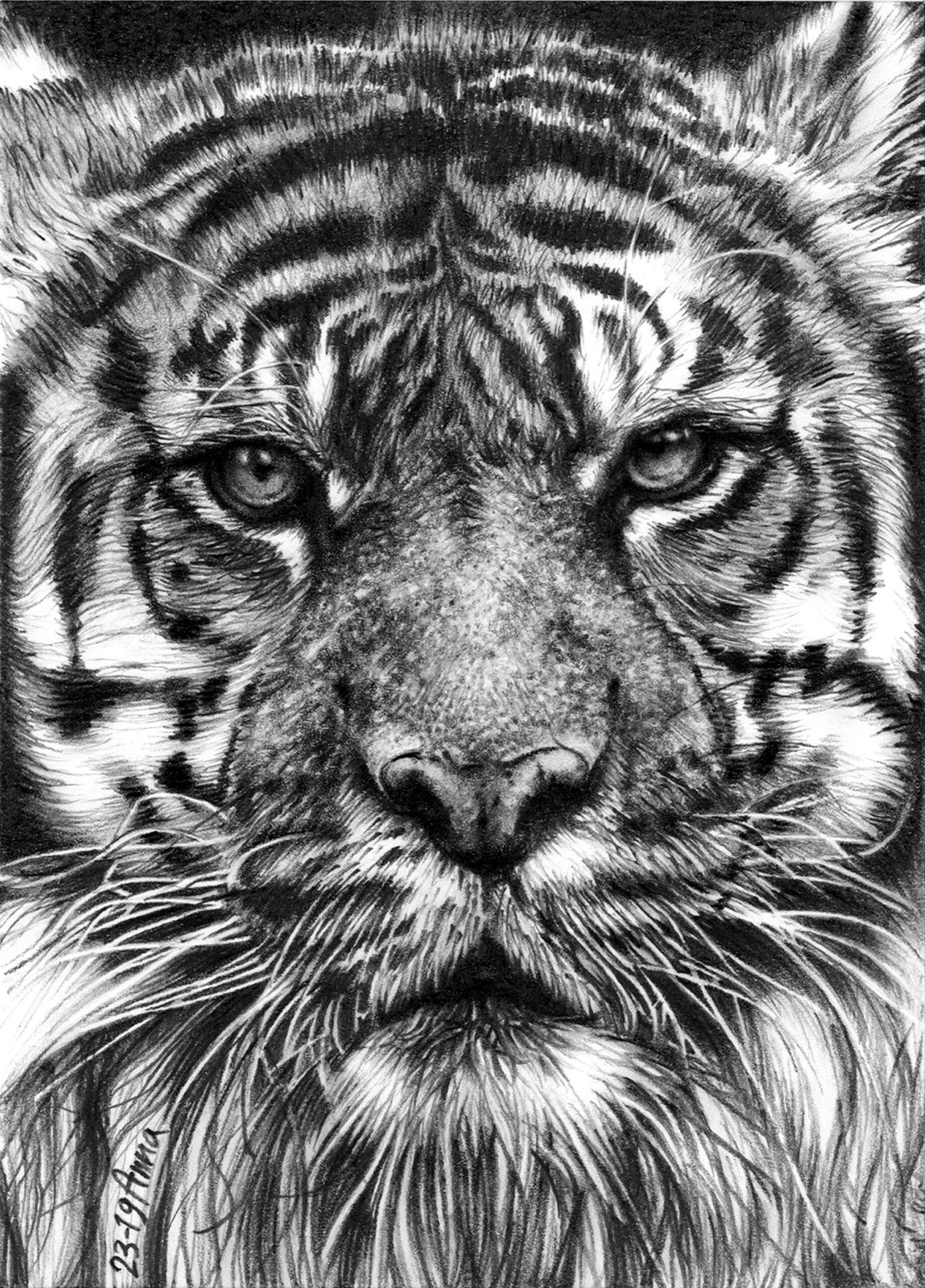 Tiger Portrait Animals Drawing From Photo Realistic Pencil Drawing Illustration Black And White Custom Drawings Nature Hyperrealism Etsy UK