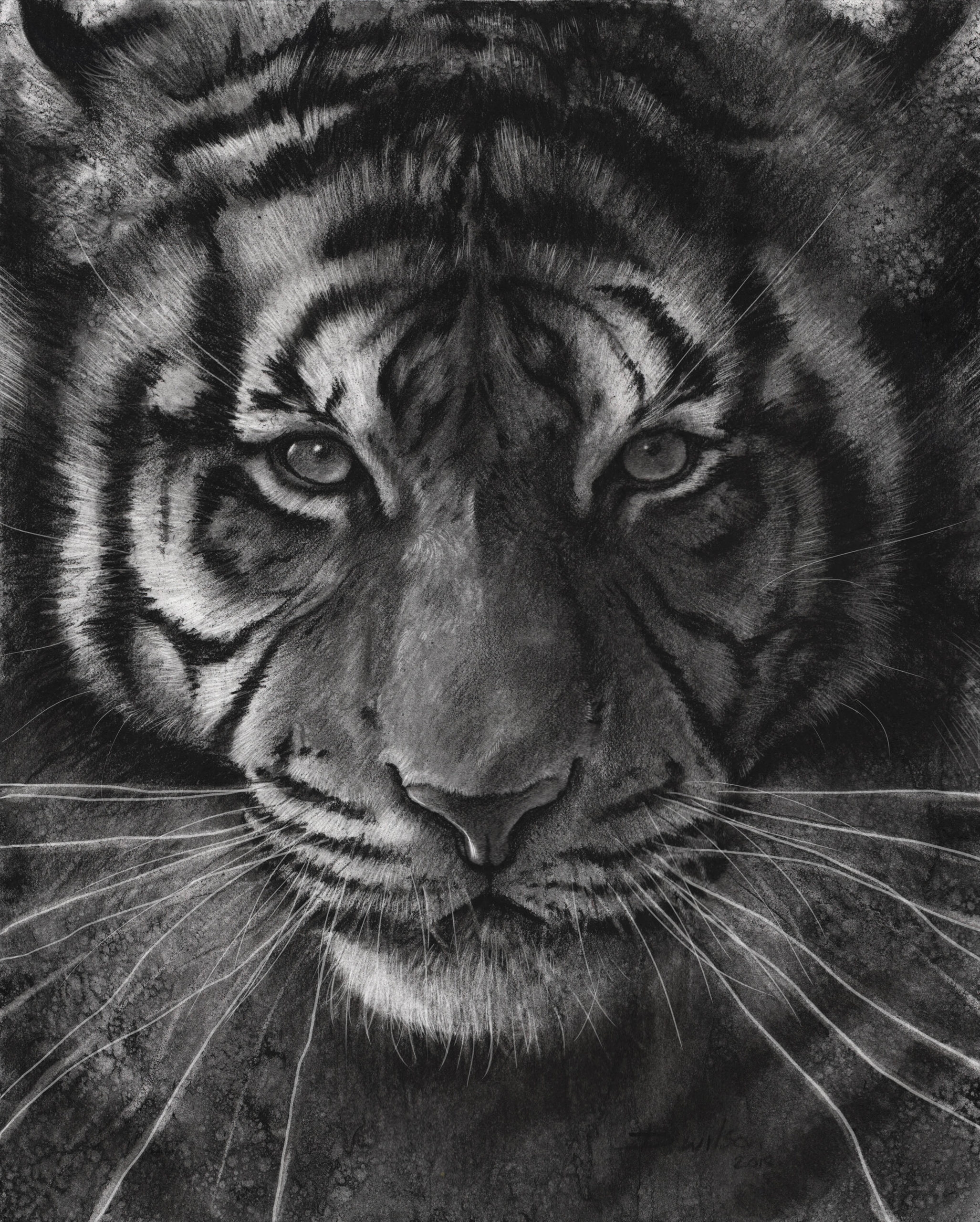 Top 10 Tips For Drawing A Realistic Tiger In Charcoal Studio 